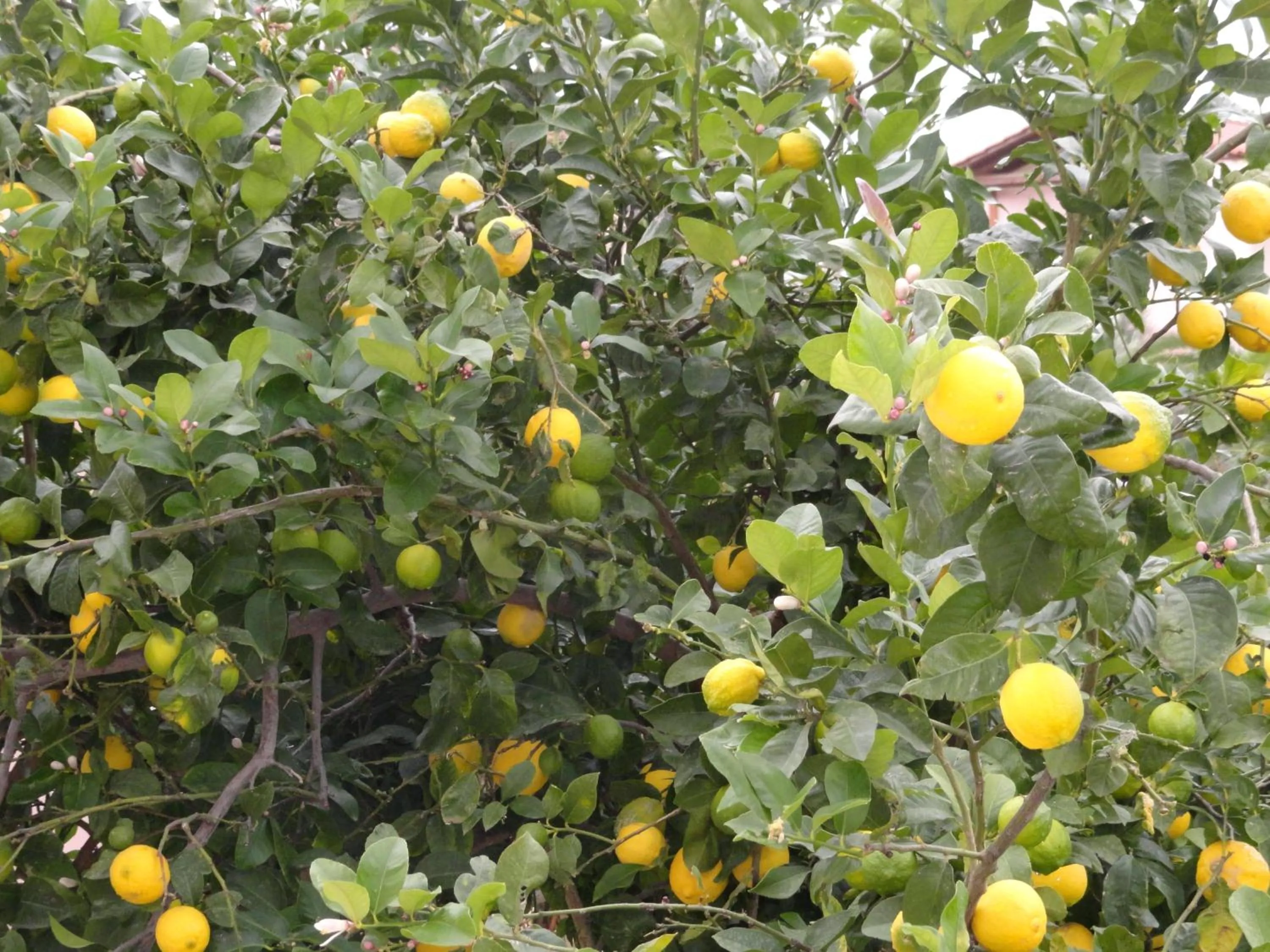 Garden in Pardalakis Studios