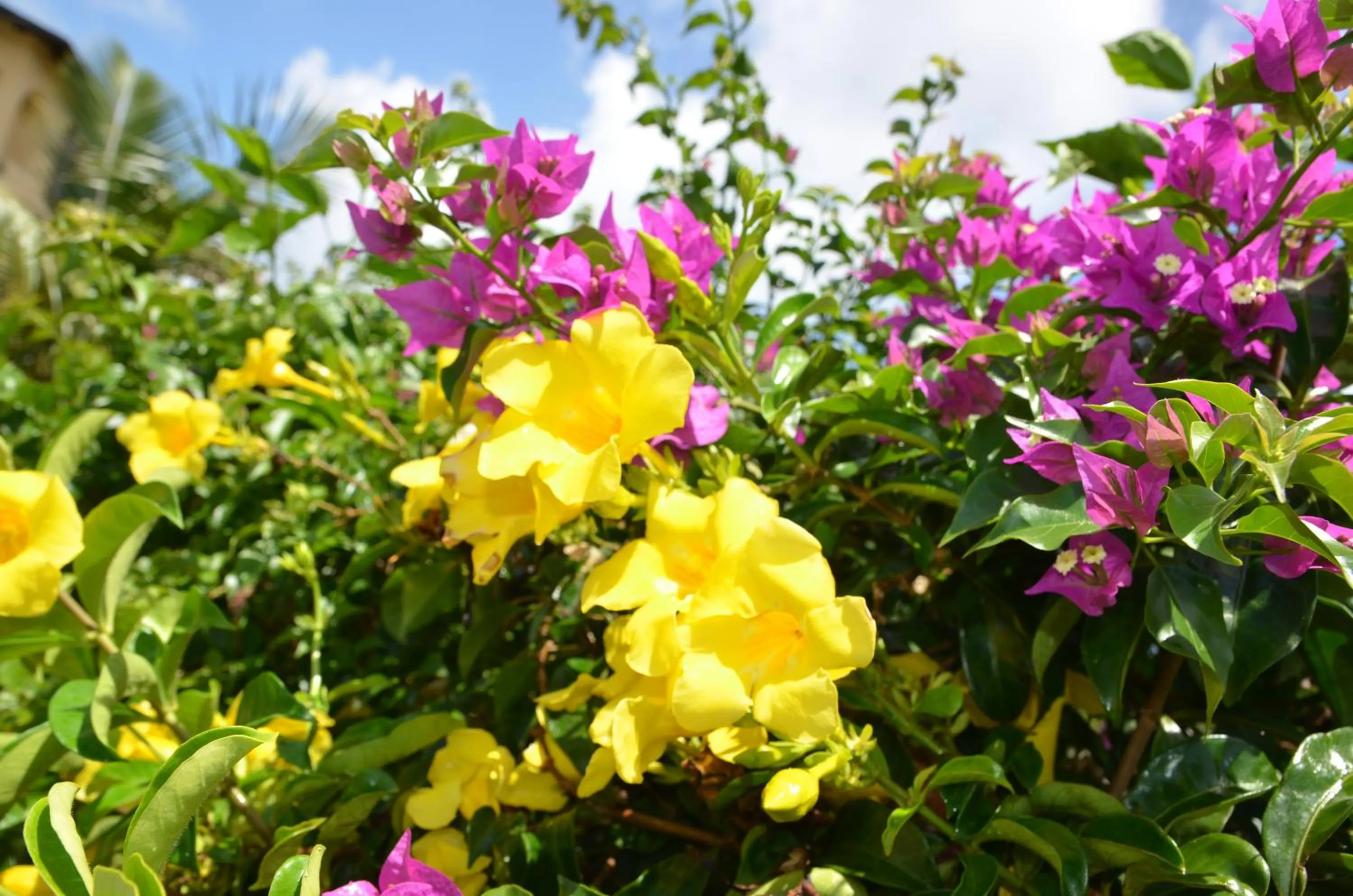 Garden in La Maison Soleil