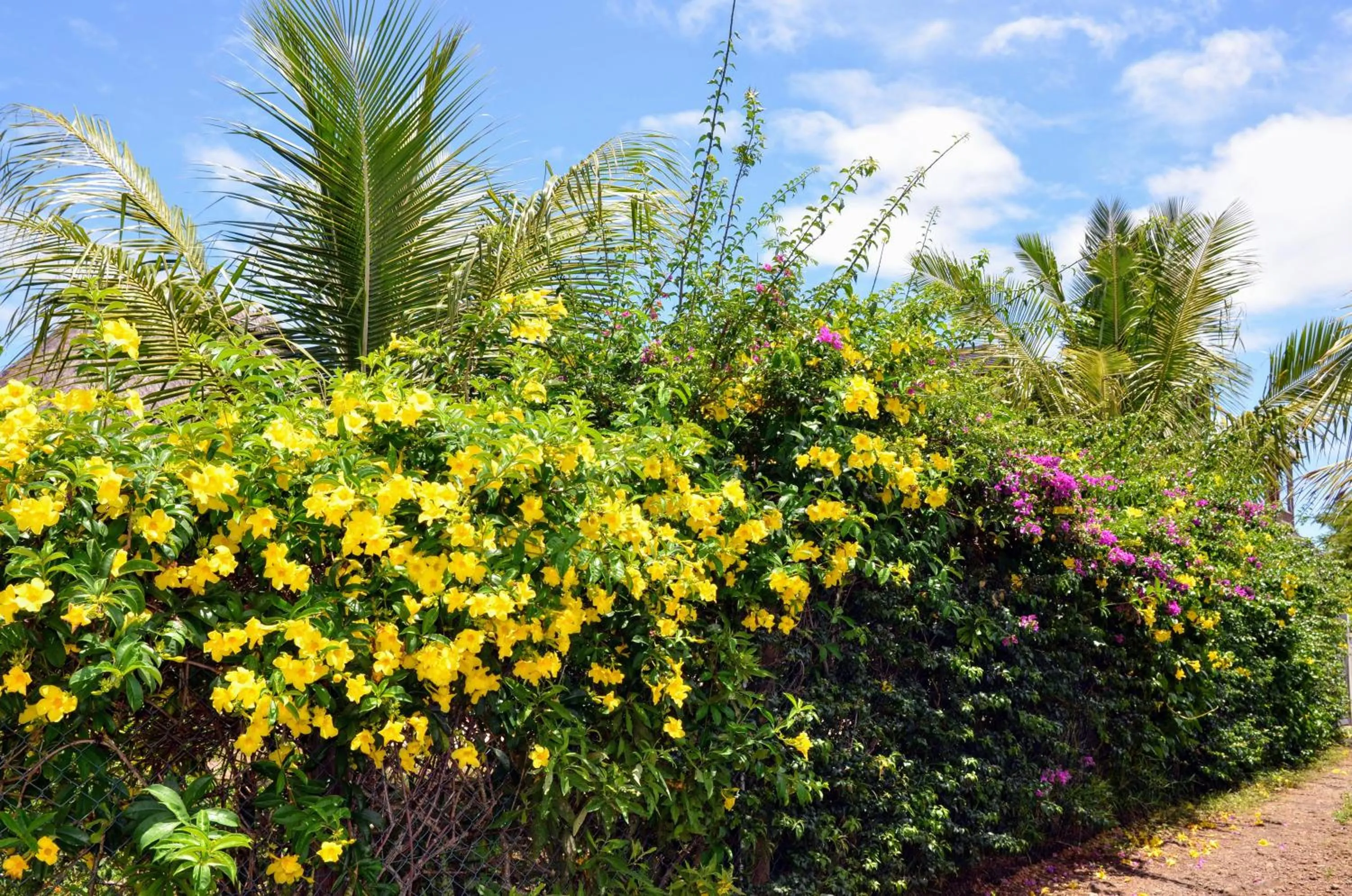 Garden in La Maison Soleil