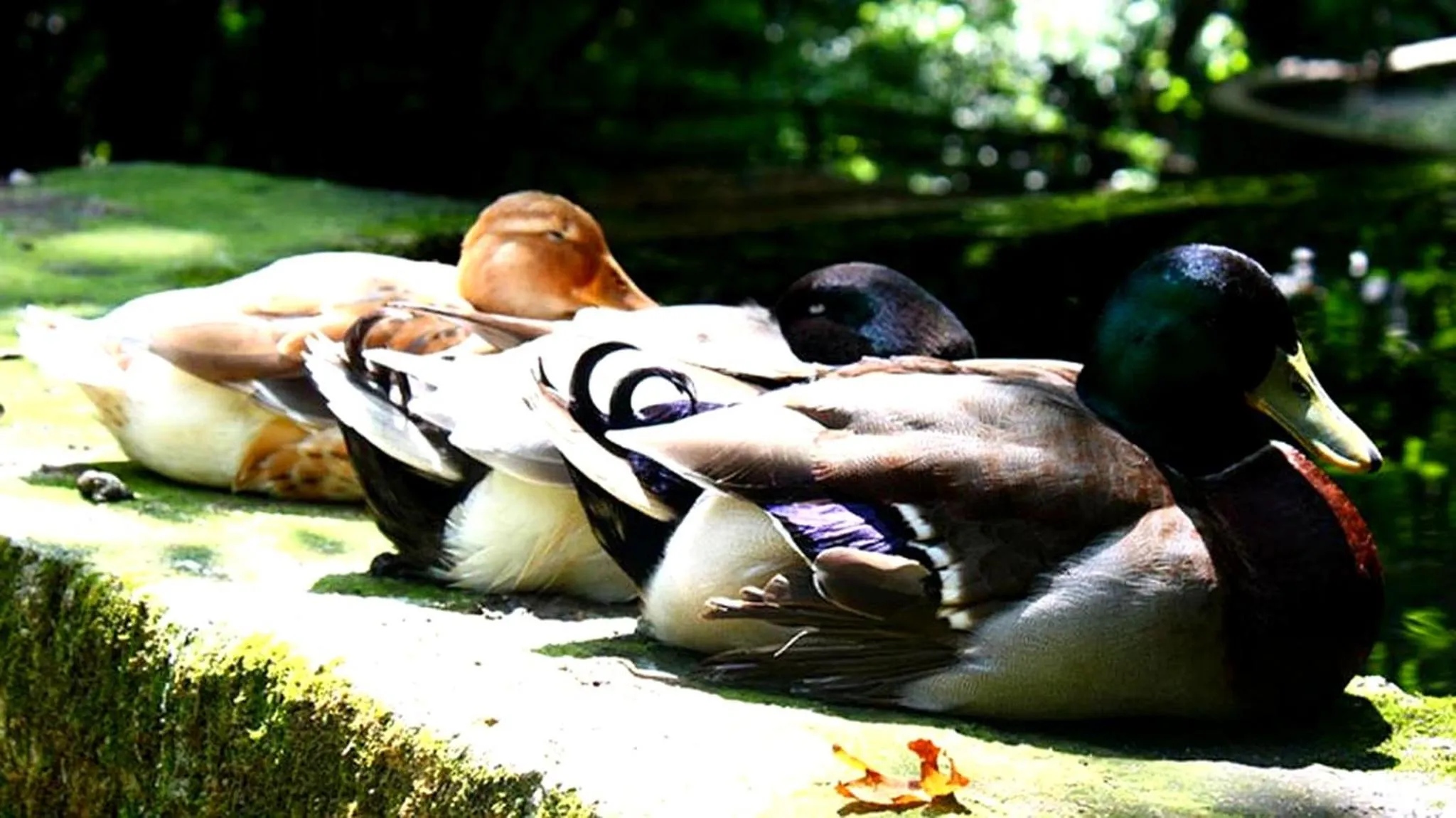 Garden in Selale Cennet Evleri