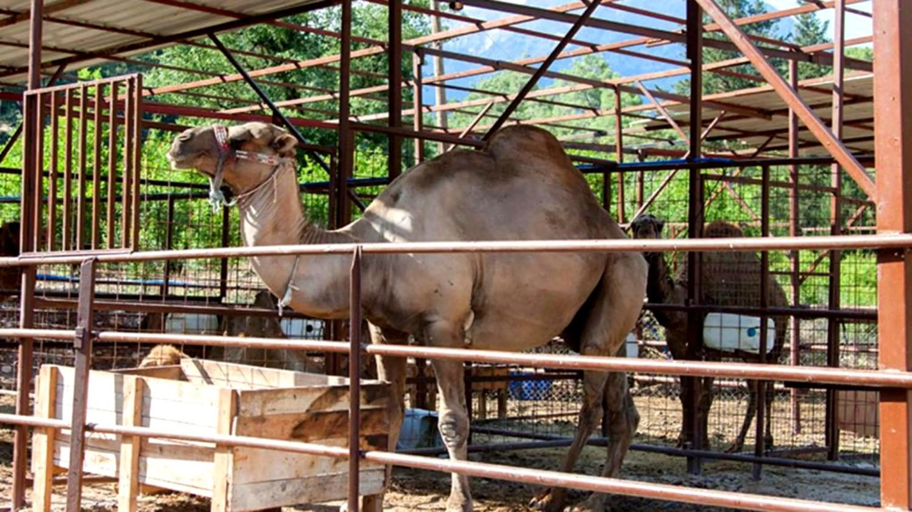 Garden in Selale Cennet Evleri