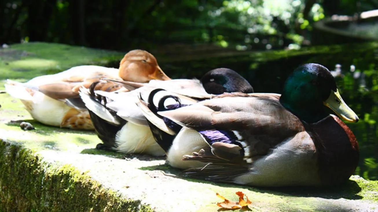 Day in Selale Cennet Evleri