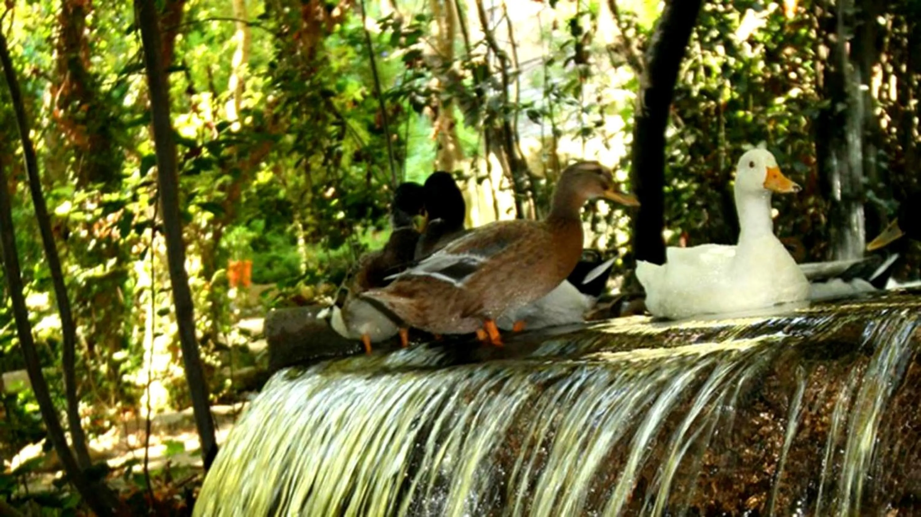 Garden in Selale Cennet Evleri