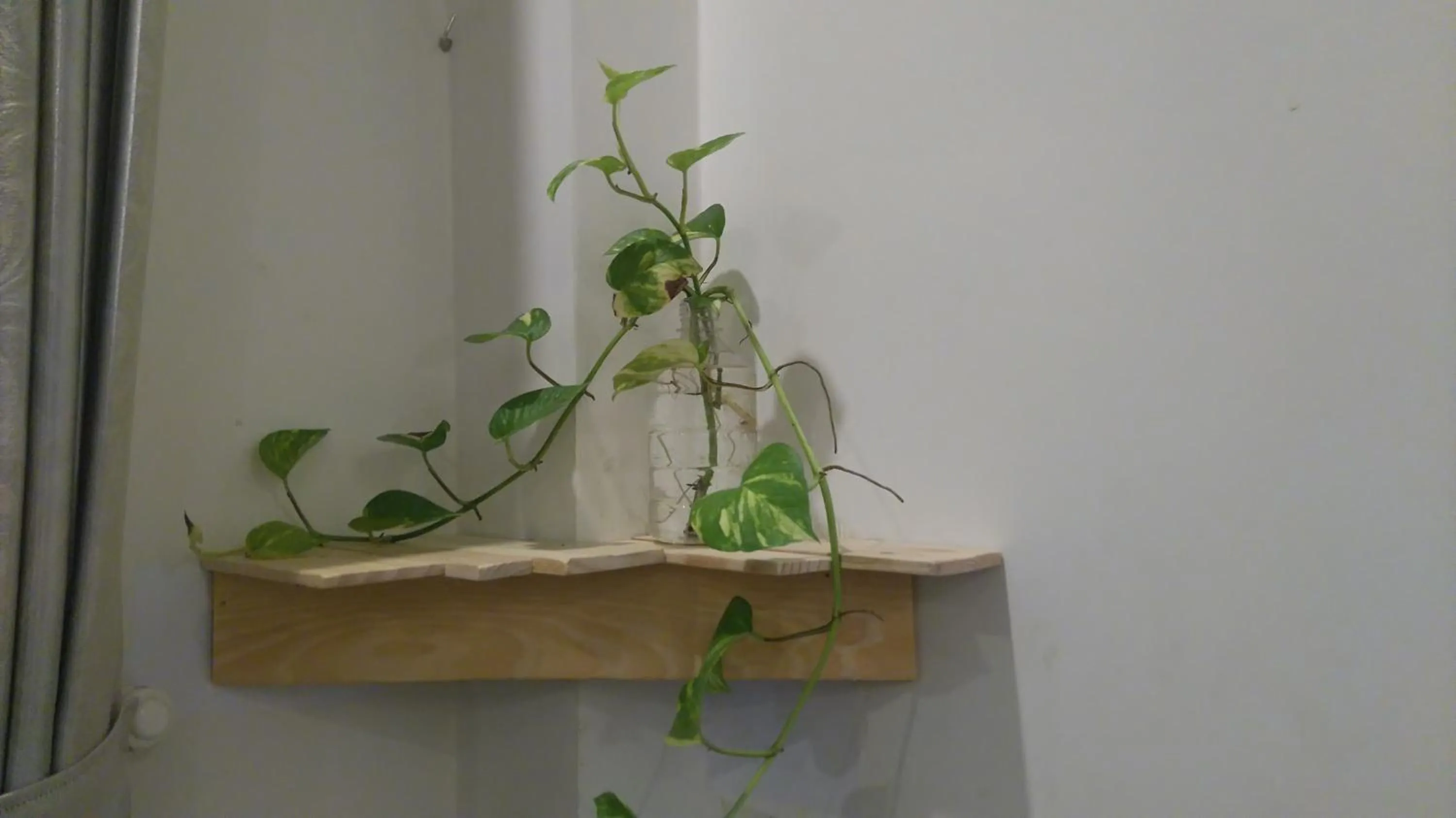 Decorative detail in Green CoCo HomeStay