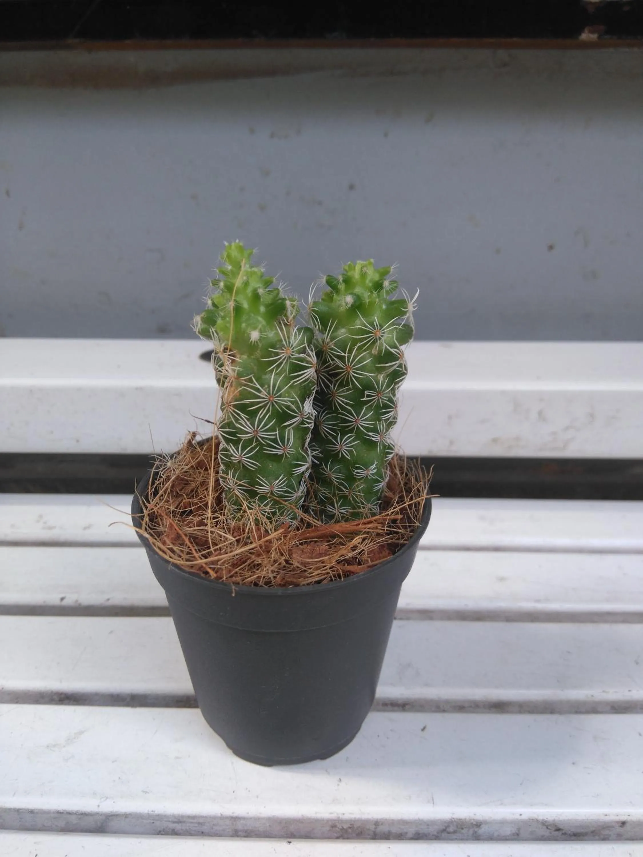 Decorative detail in Green CoCo HomeStay