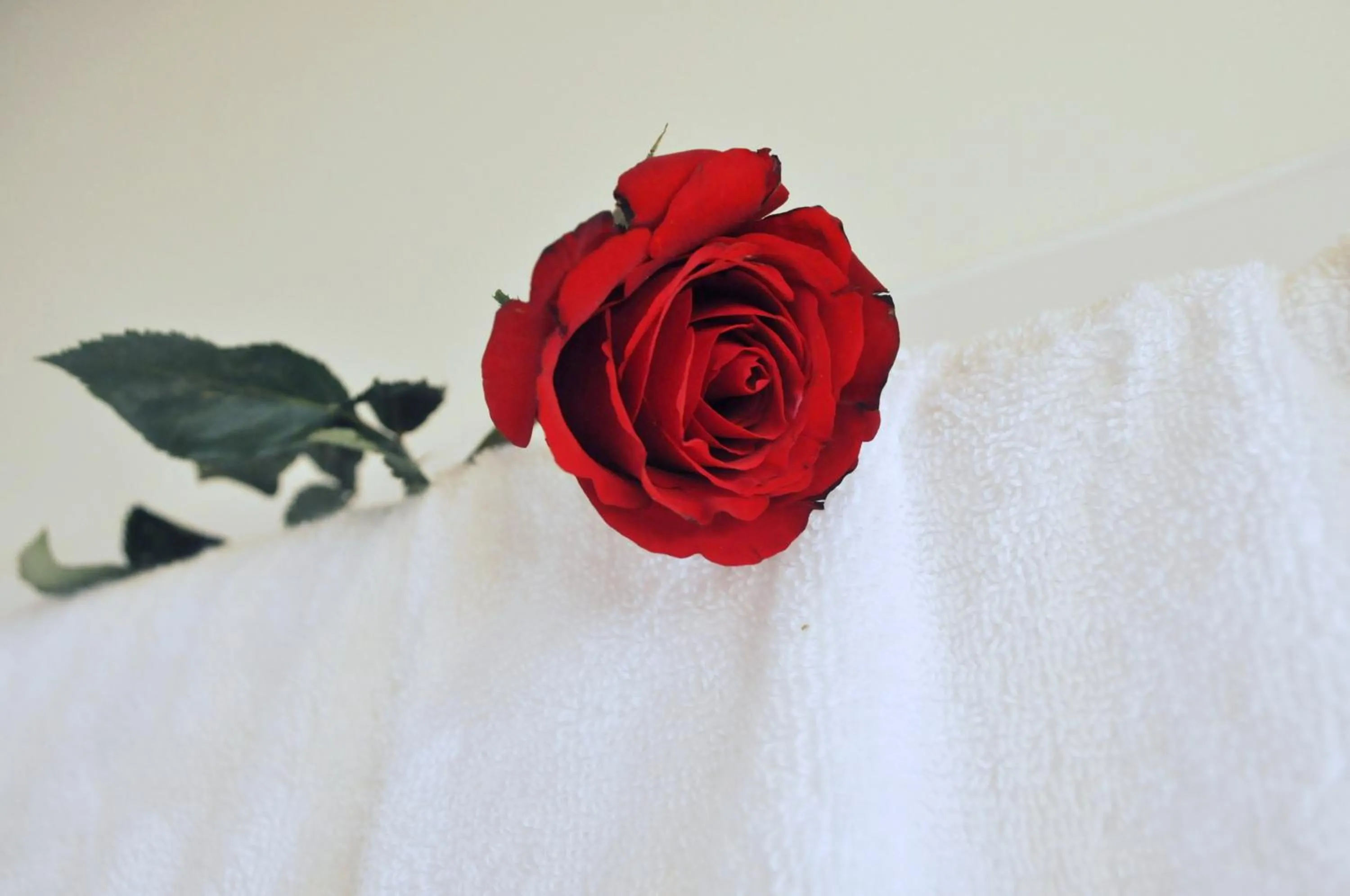 Decorative detail, Bed in Green CoCo HomeStay