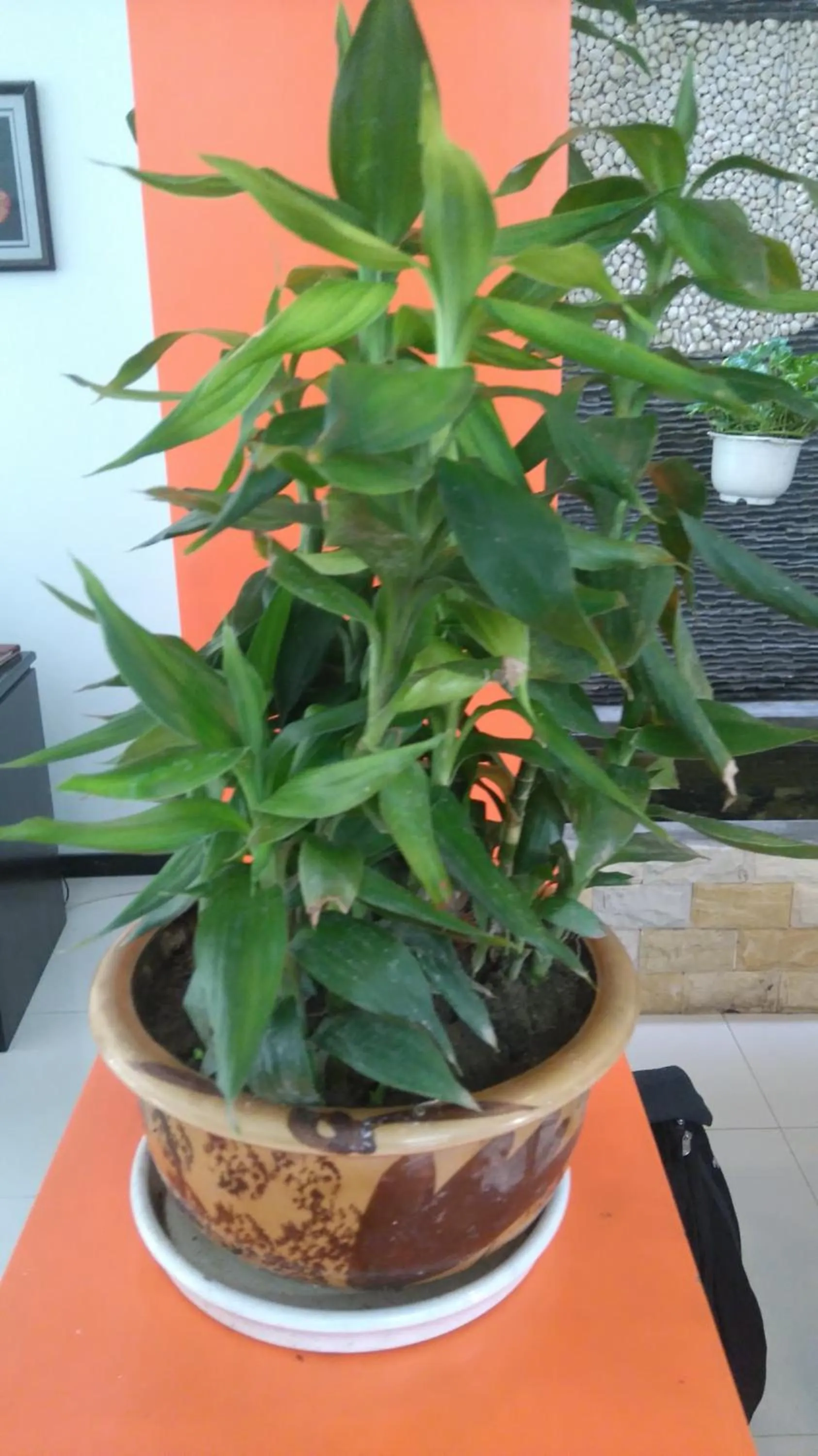 Decorative detail in Green CoCo HomeStay