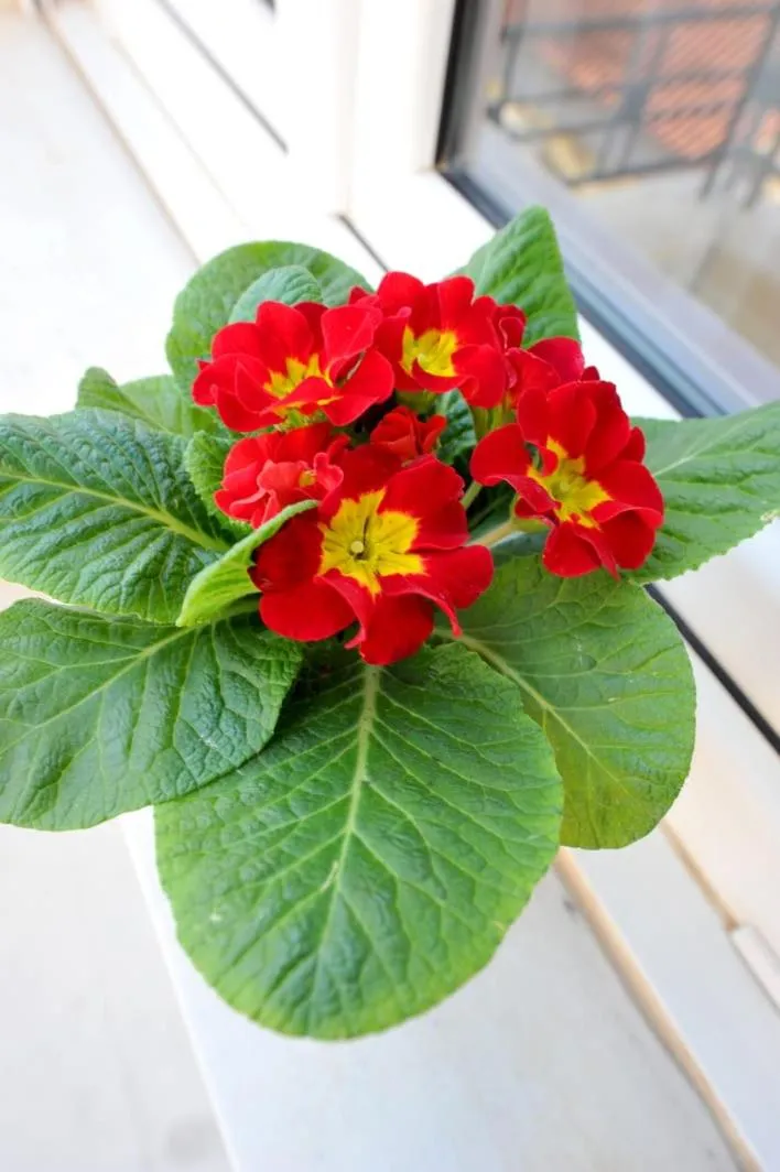 Natural landscape in My Athens House