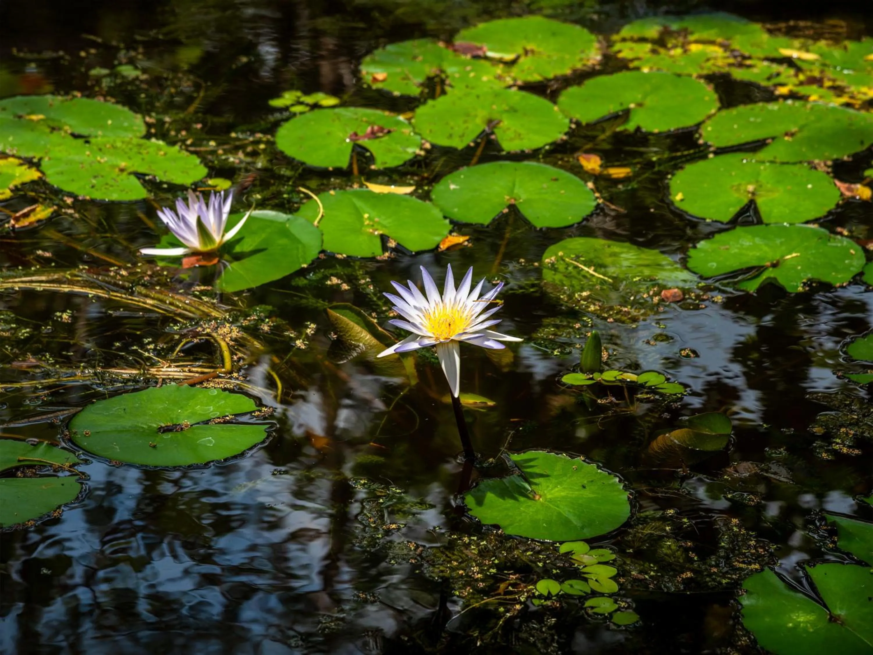 Area and facilities in Moi Dambulla by DBI