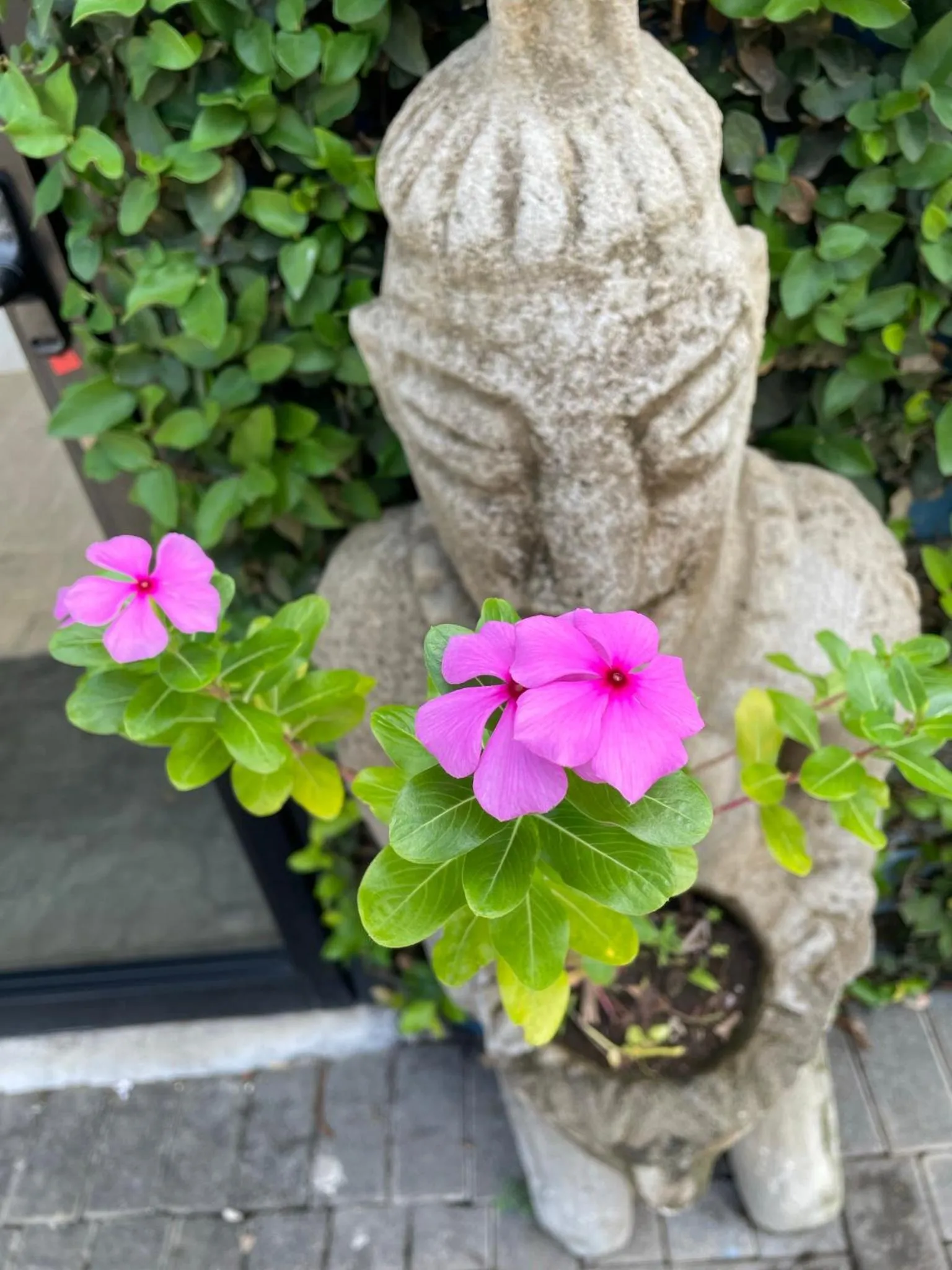 Garden in La Puerta del Sol