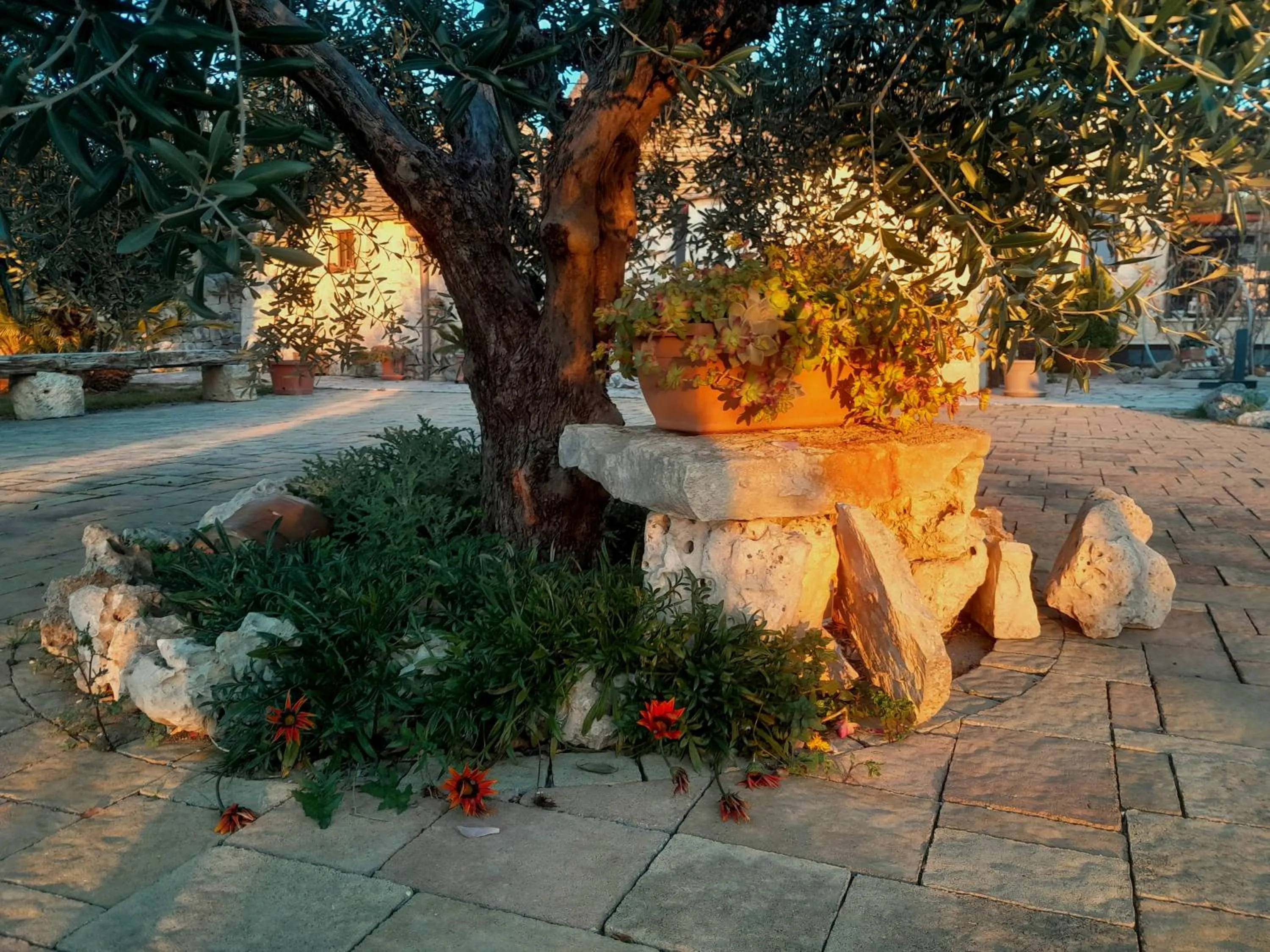 Day in La Rosa dei Trulli B&B