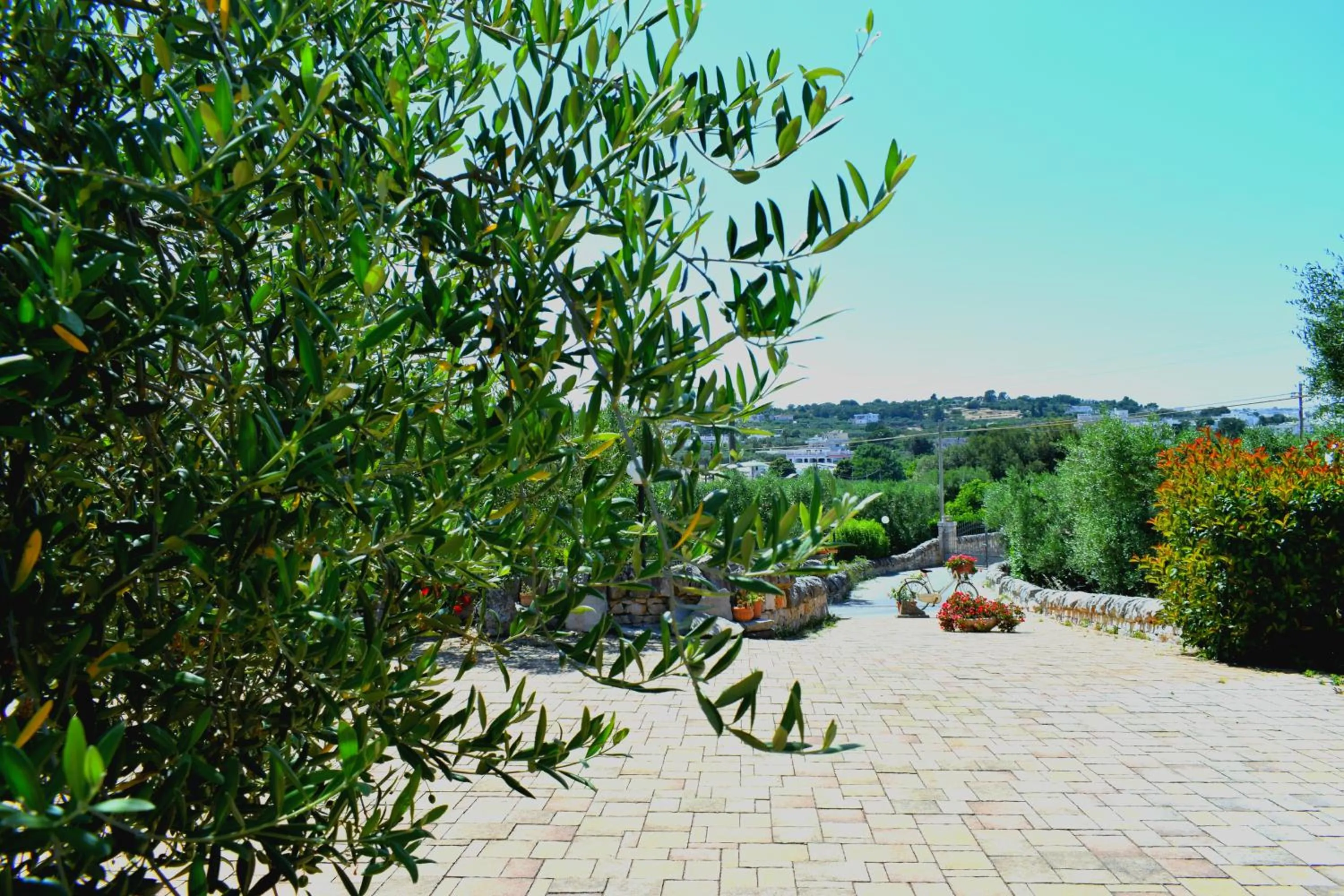 Day in La Rosa dei Trulli B&B