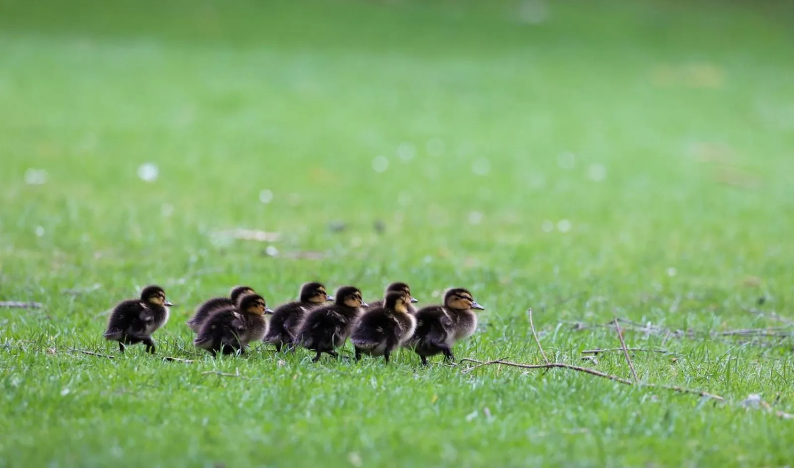 Spring in Errichel House and Cottages