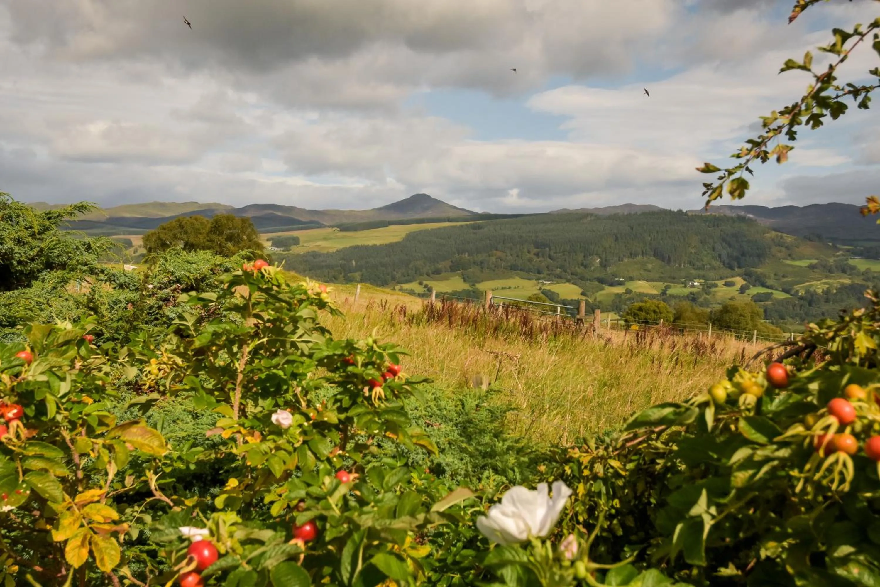 Natural landscape in Errichel House and Cottages