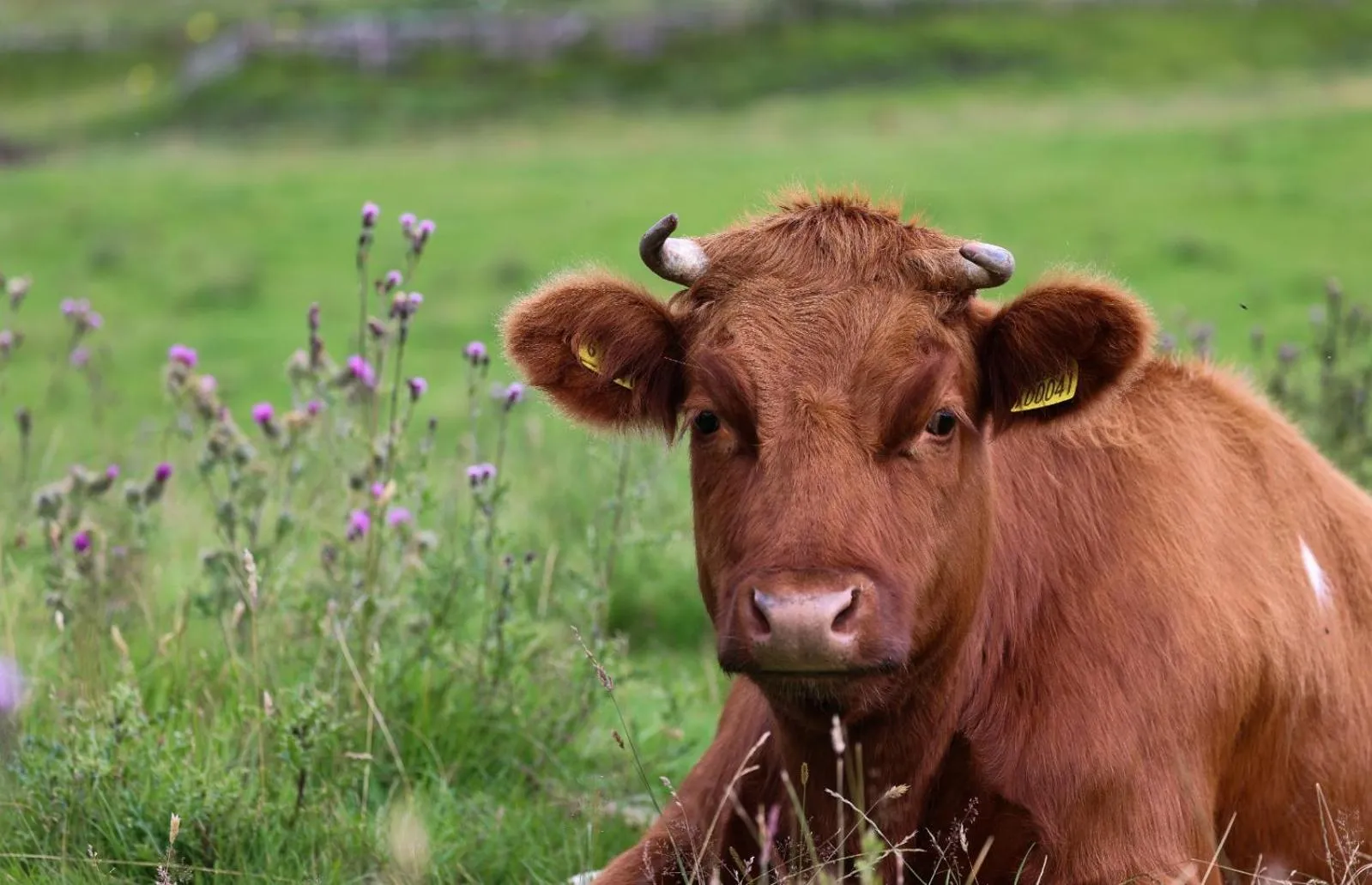 Natural landscape in Errichel House and Cottages