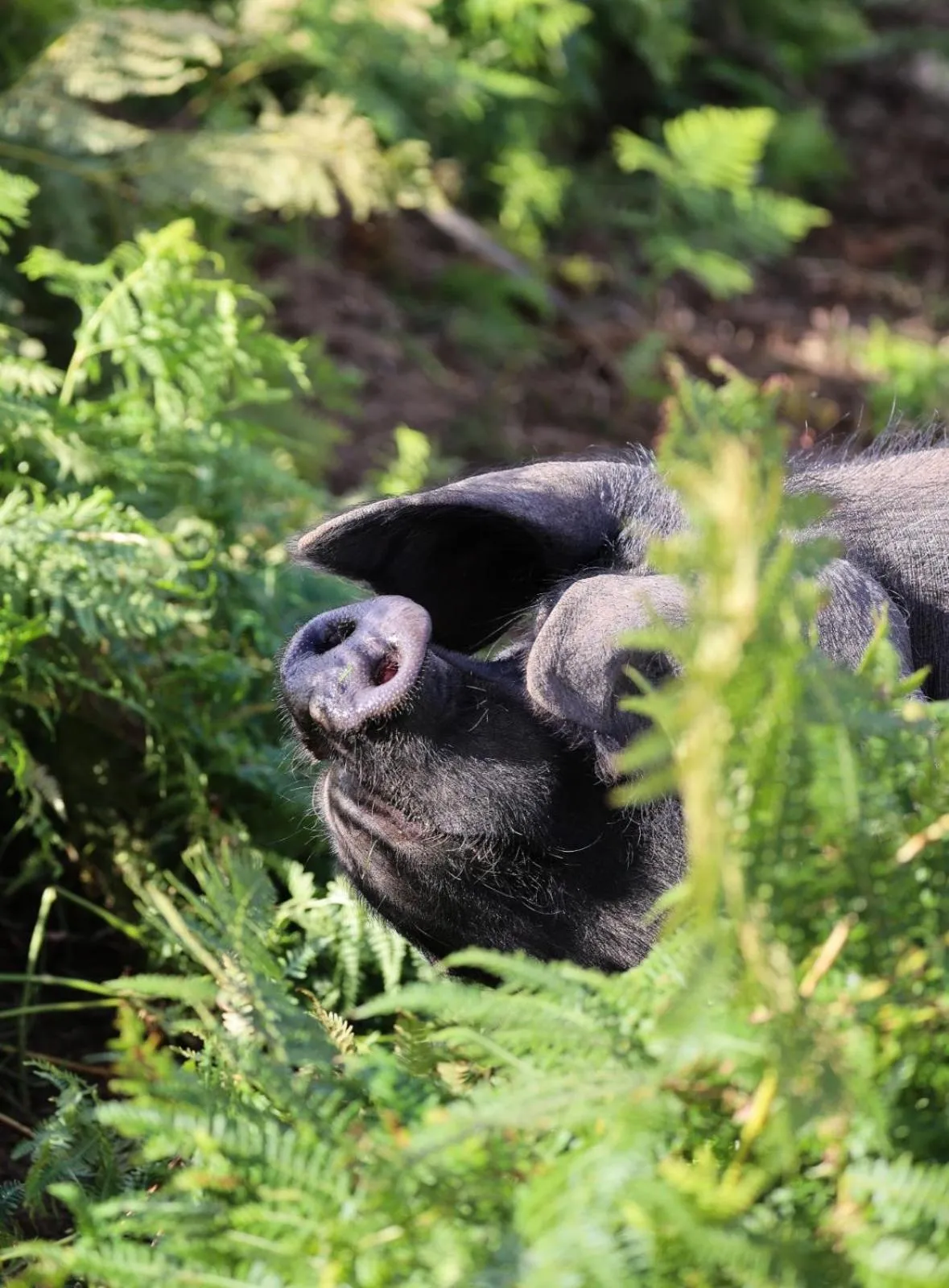 Summer in Errichel House and Cottages