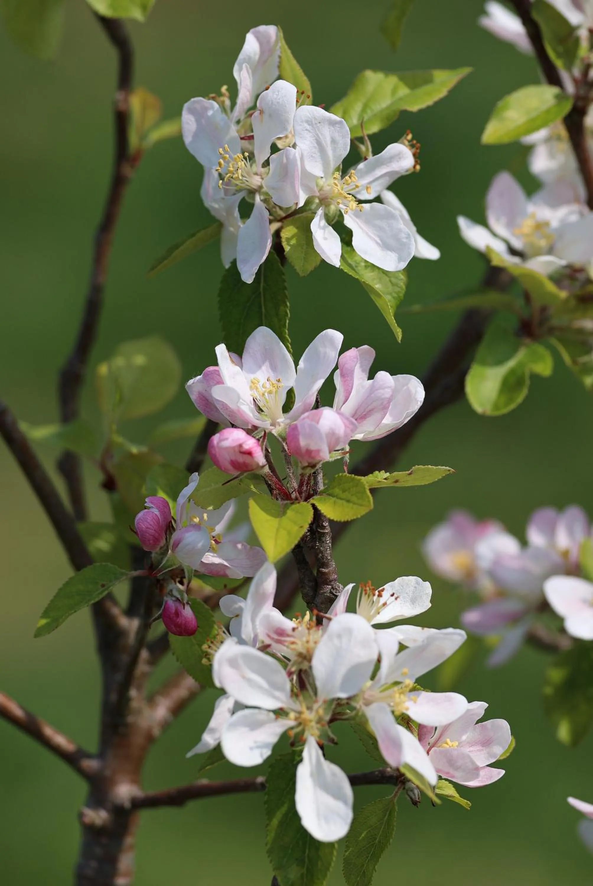 Natural landscape in Errichel House and Cottages