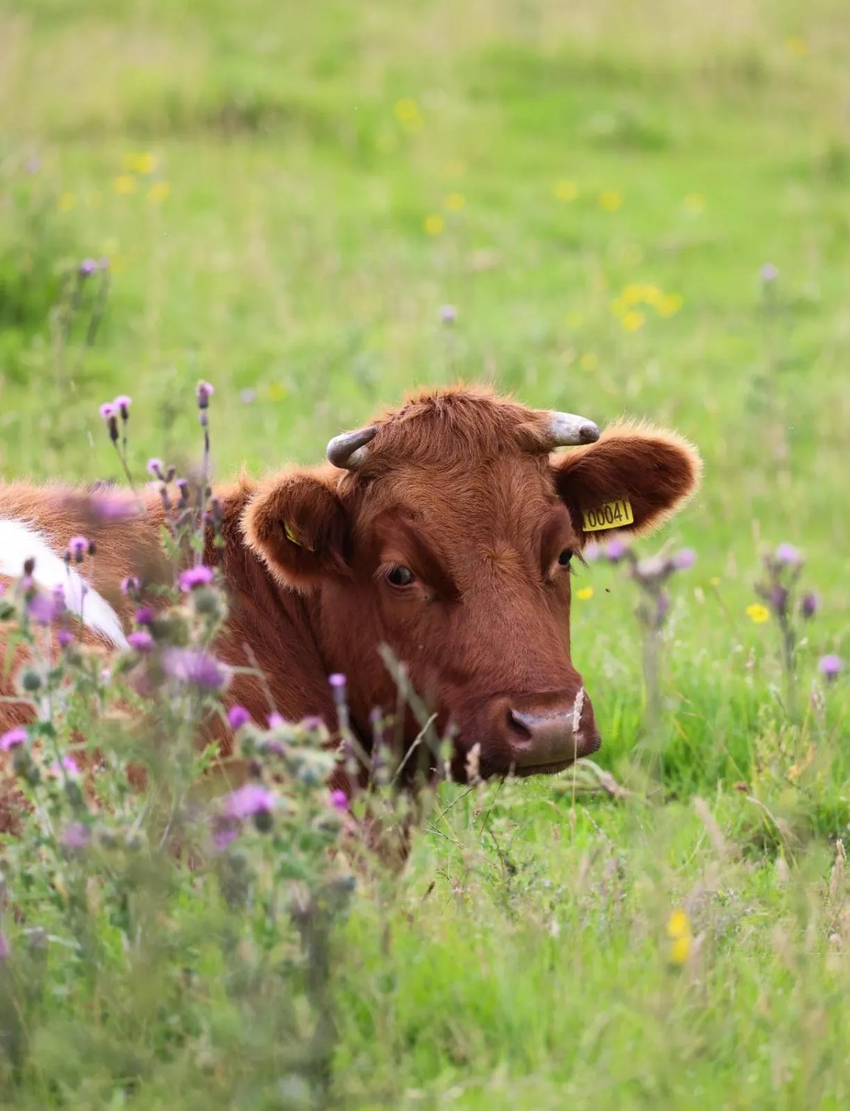 Natural landscape in Errichel House and Cottages