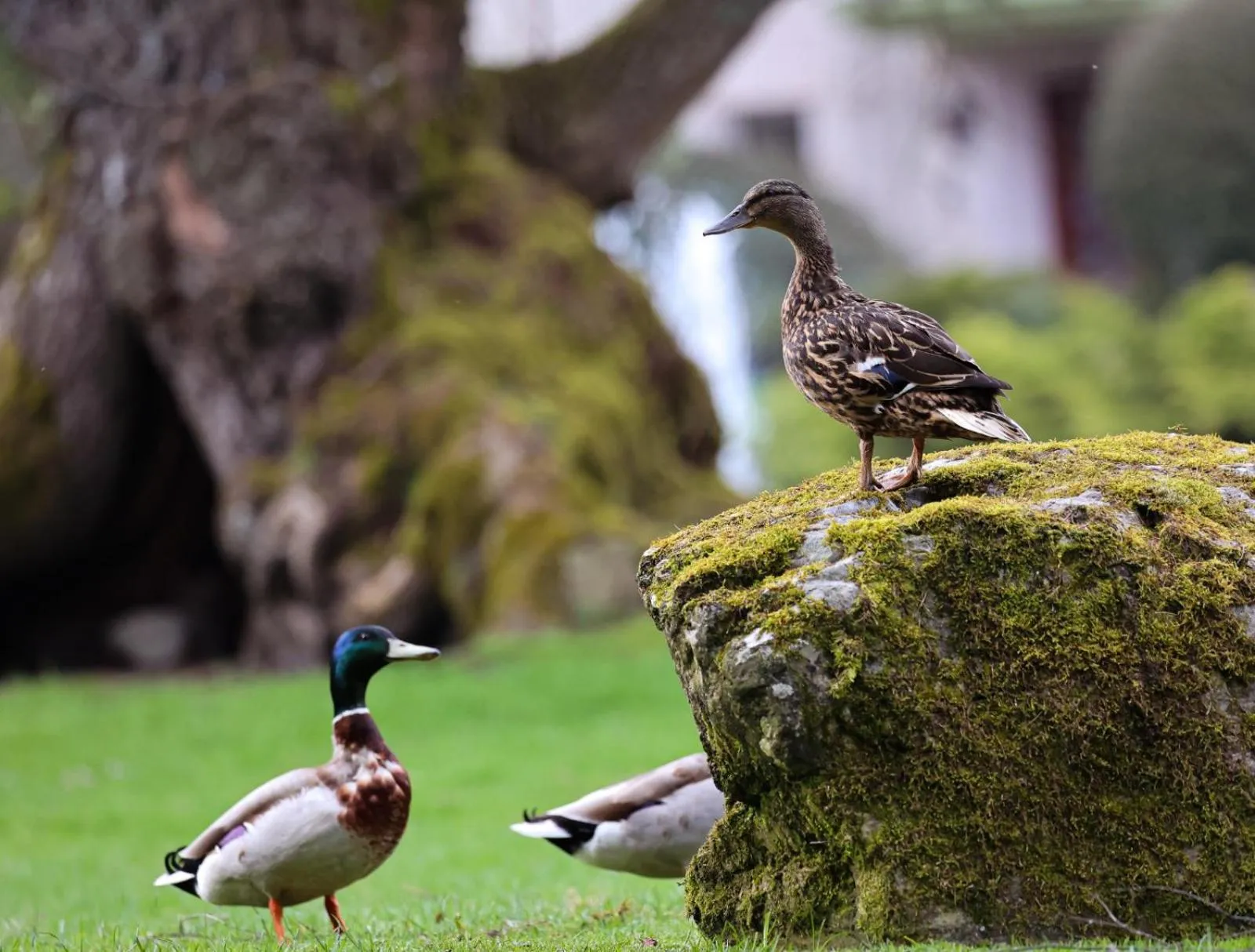Natural landscape in Errichel House and Cottages