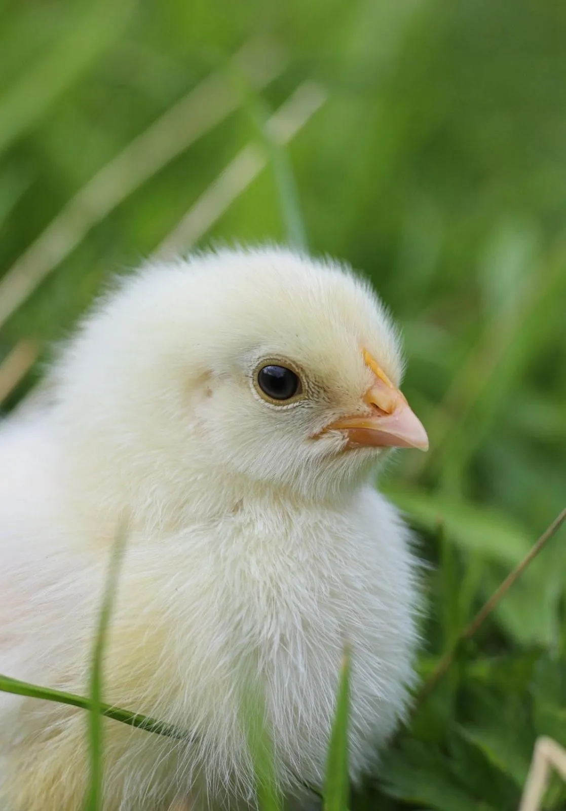Natural landscape in Errichel House and Cottages