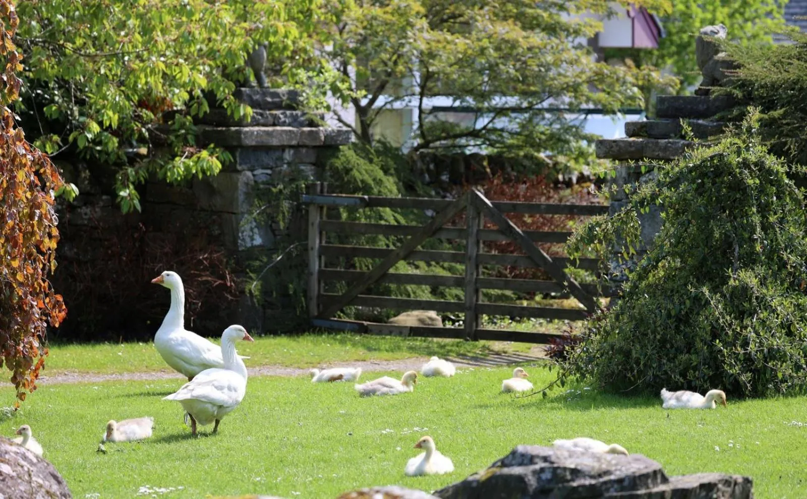 Garden view in Errichel House and Cottages