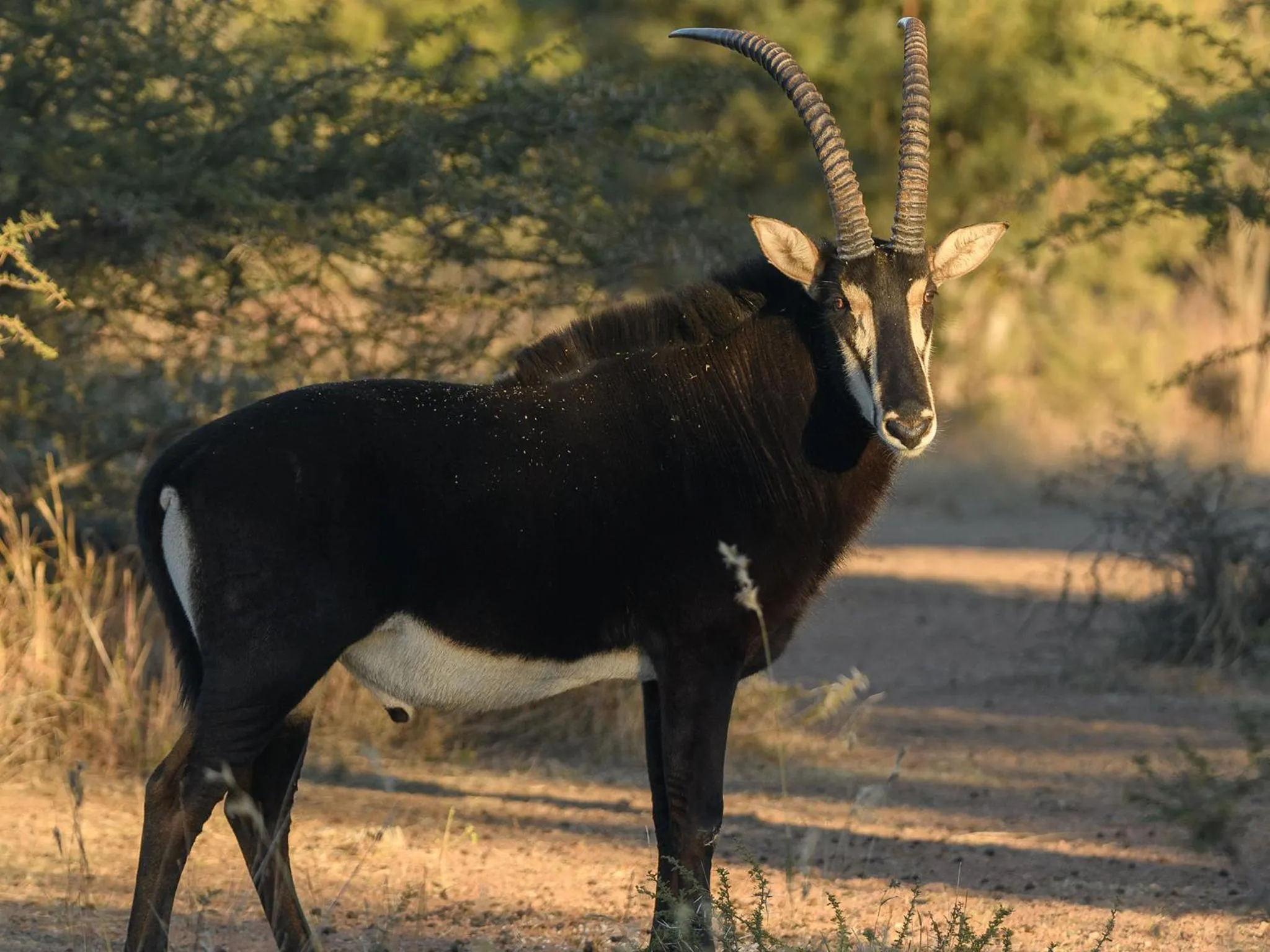 Animals in Dikhololo