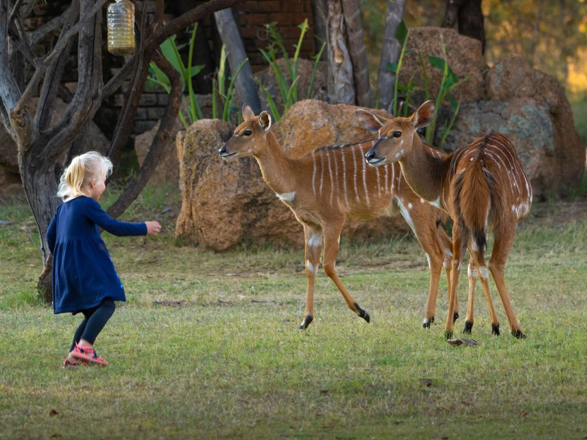 Animals in Dikhololo
