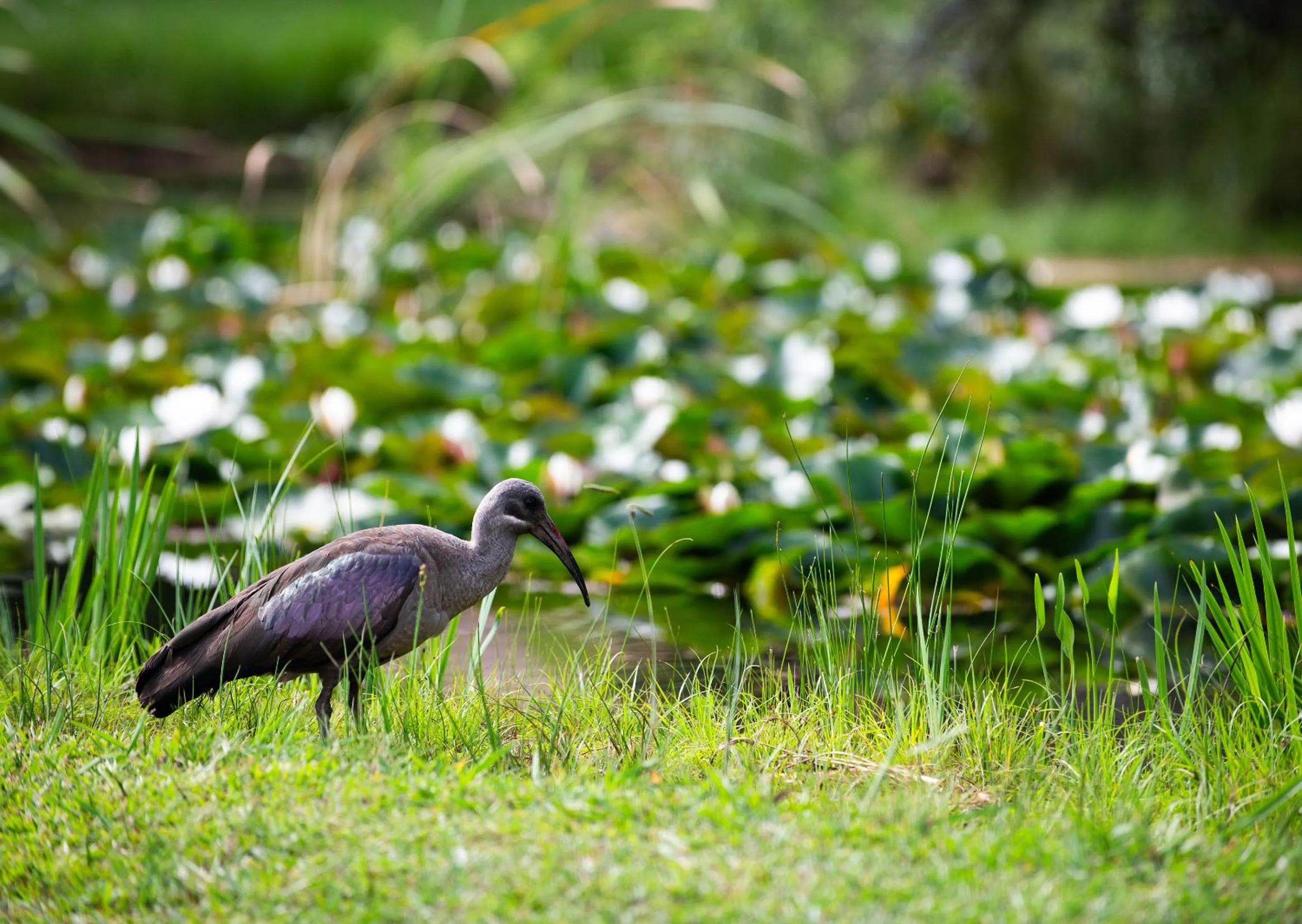 Spring in Little Switzerland Resort by Dream Resorts