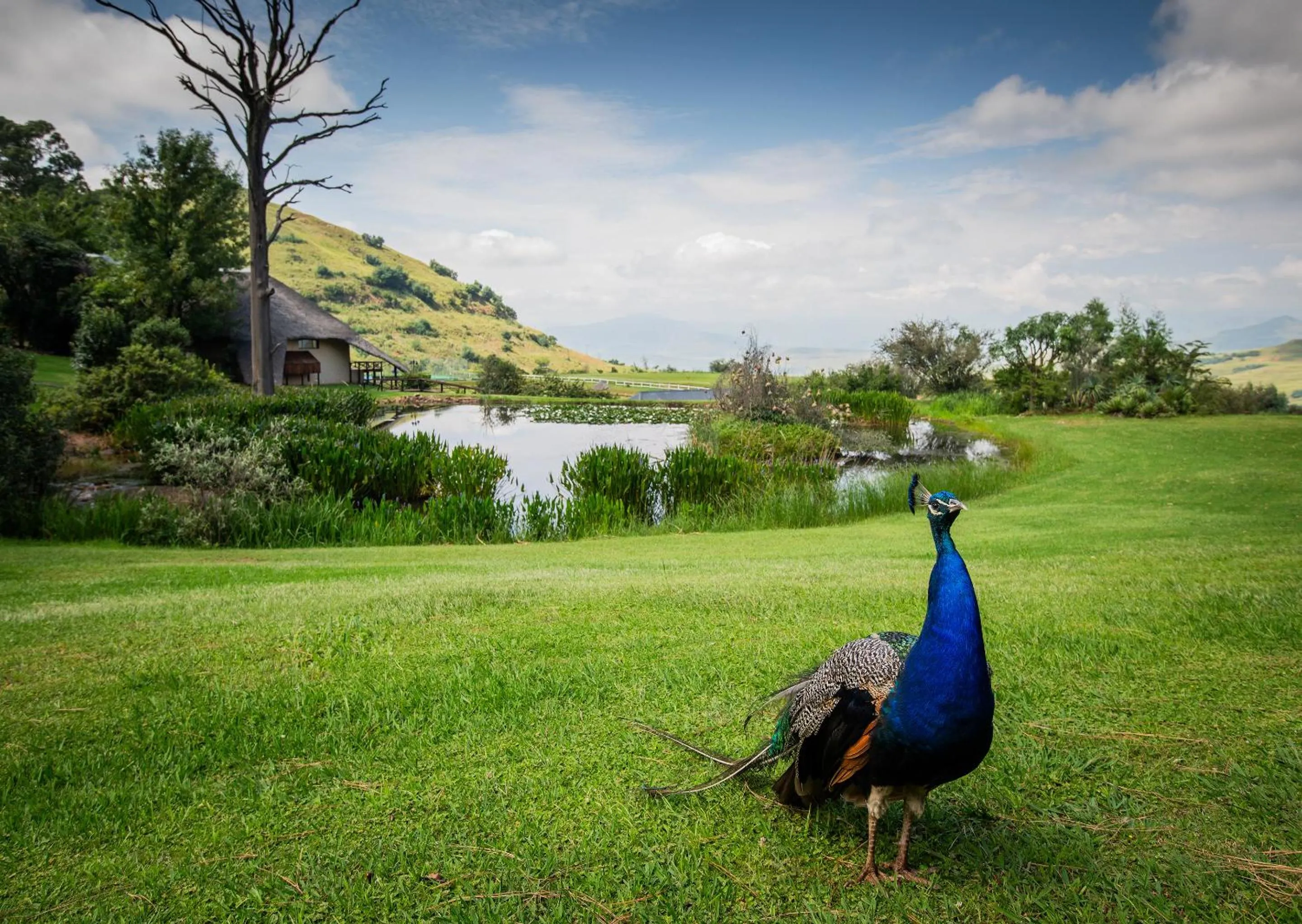 Spring in Little Switzerland Resort by Dream Resorts