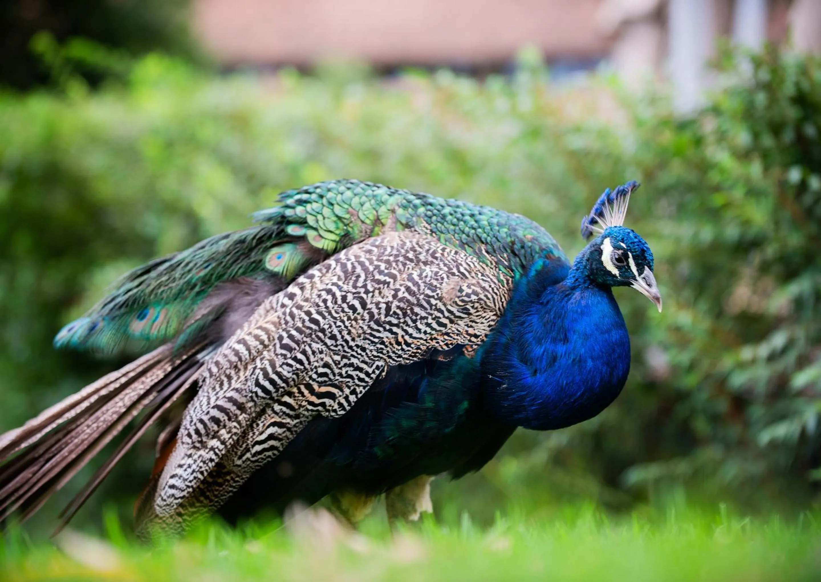 Day in Little Switzerland Resort by Dream Resorts