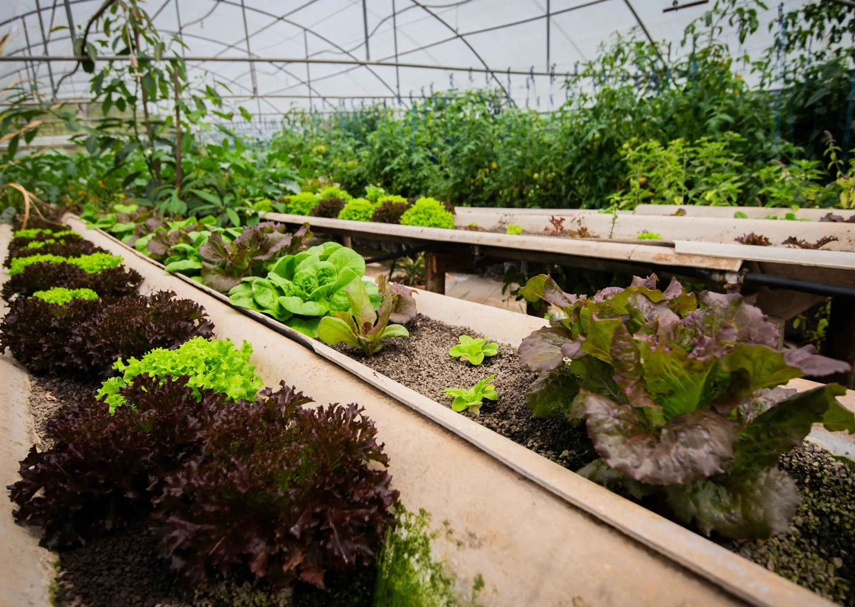 Spring in Little Switzerland Resort by Dream Resorts