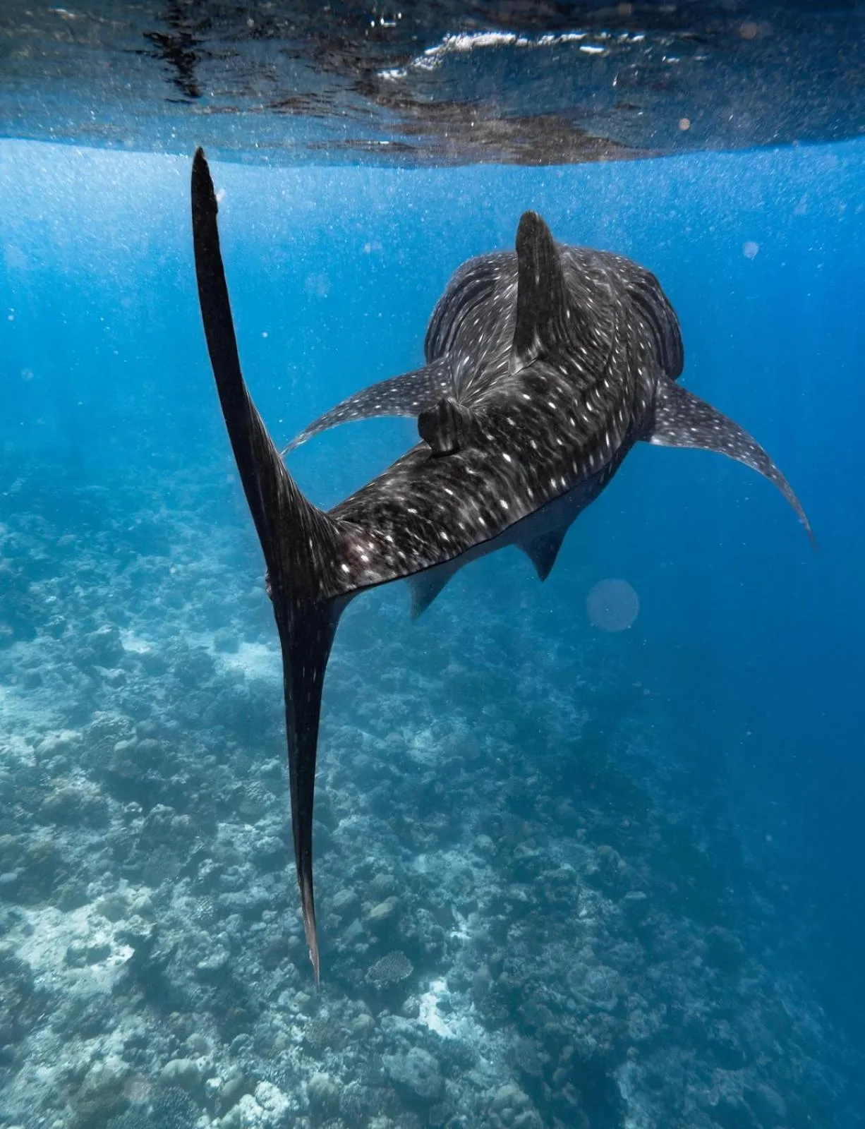 Activities in Whale Shark Boutique