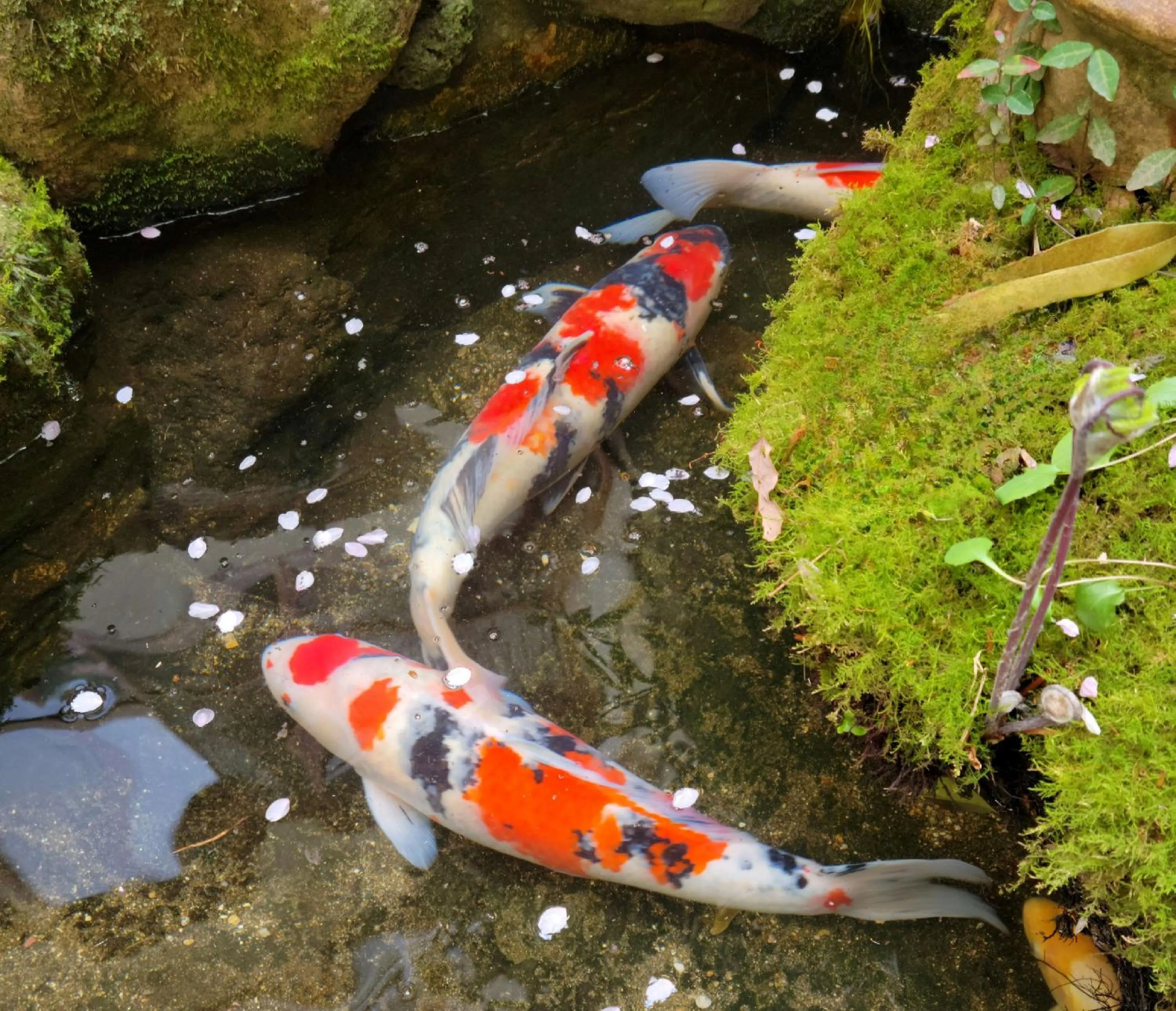 Inner courtyard view in Tsukimotoya Ryokan