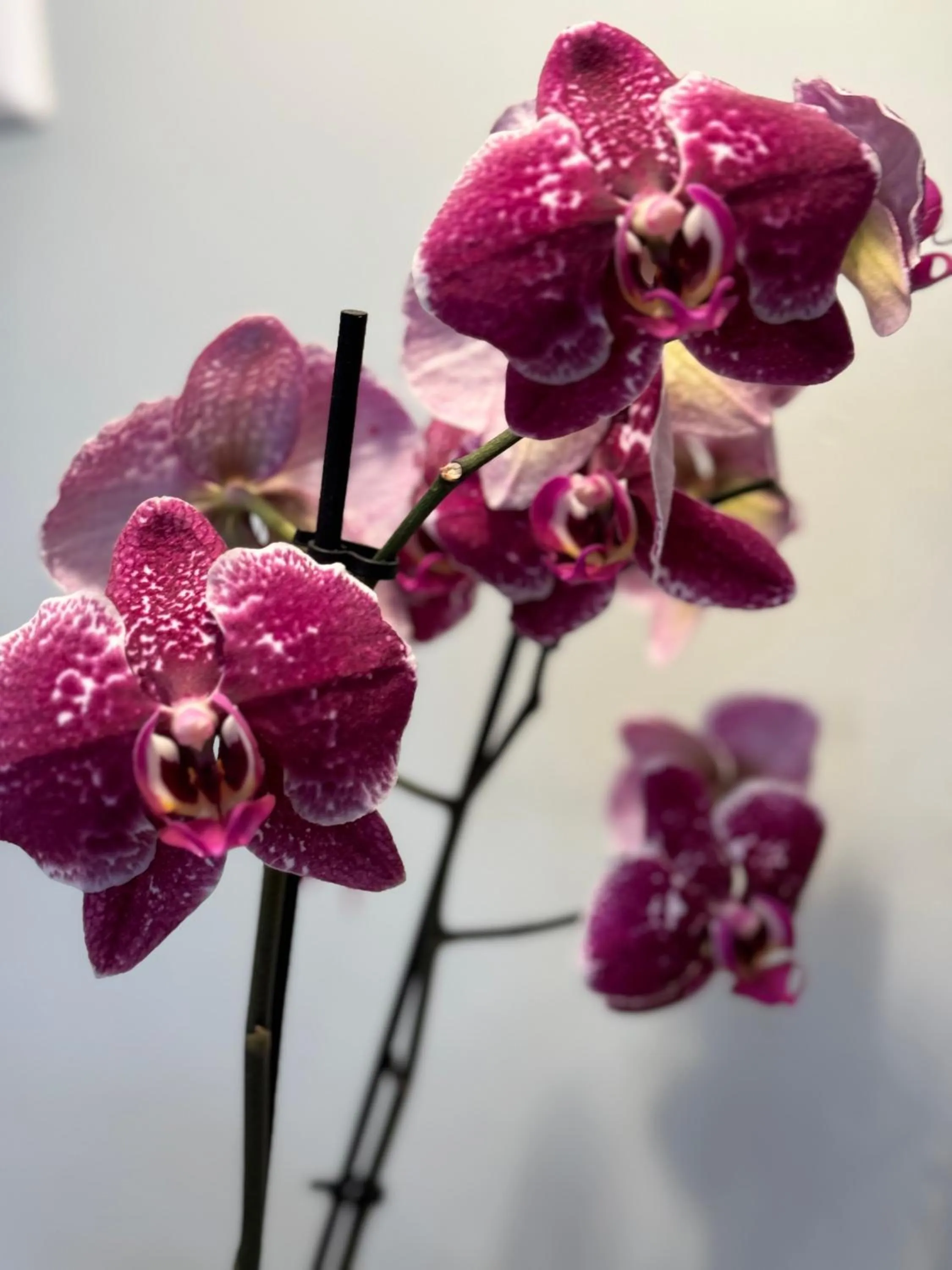 Bedroom in Décor Canal House