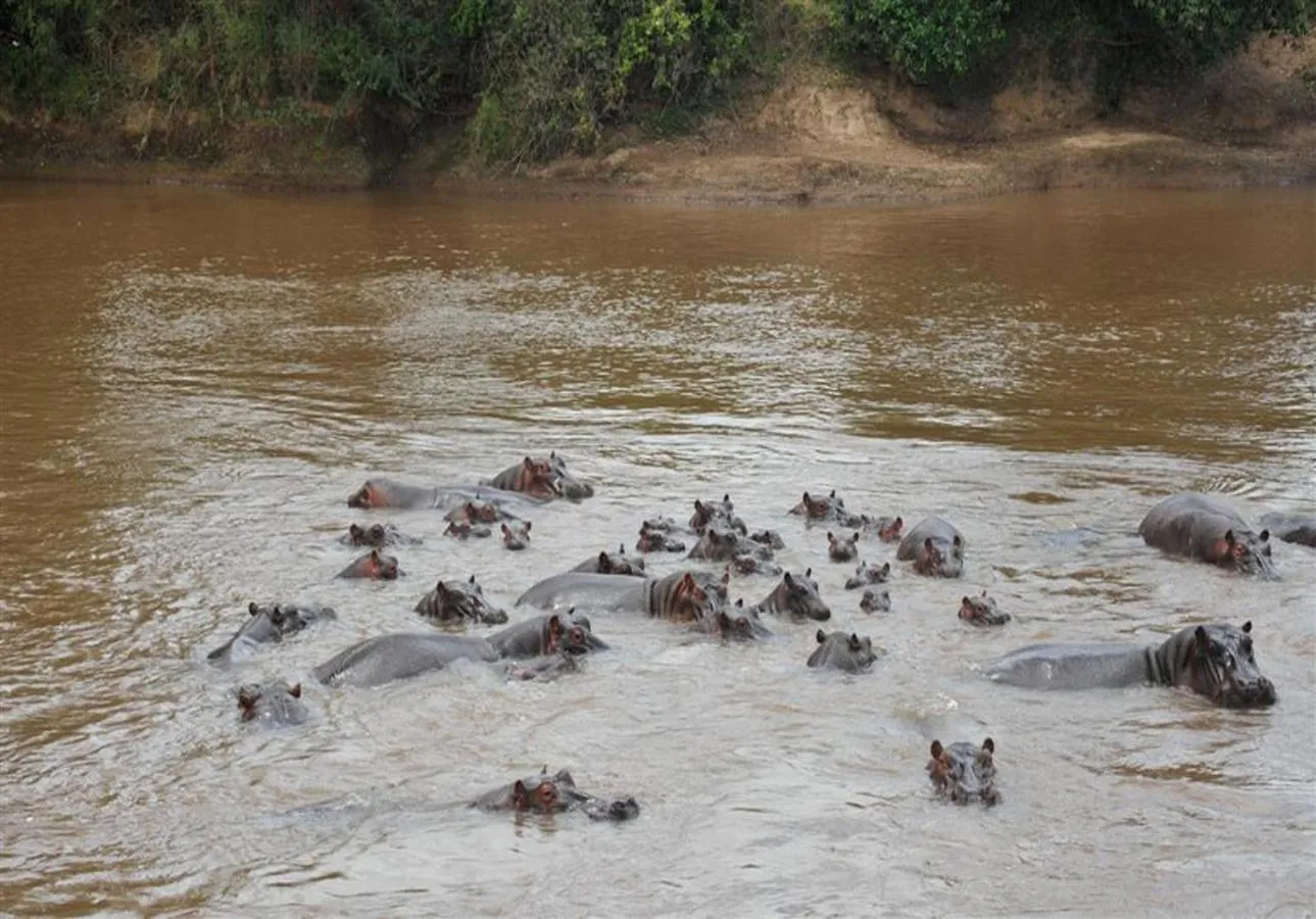 Natural landscape in Mara River Lodge