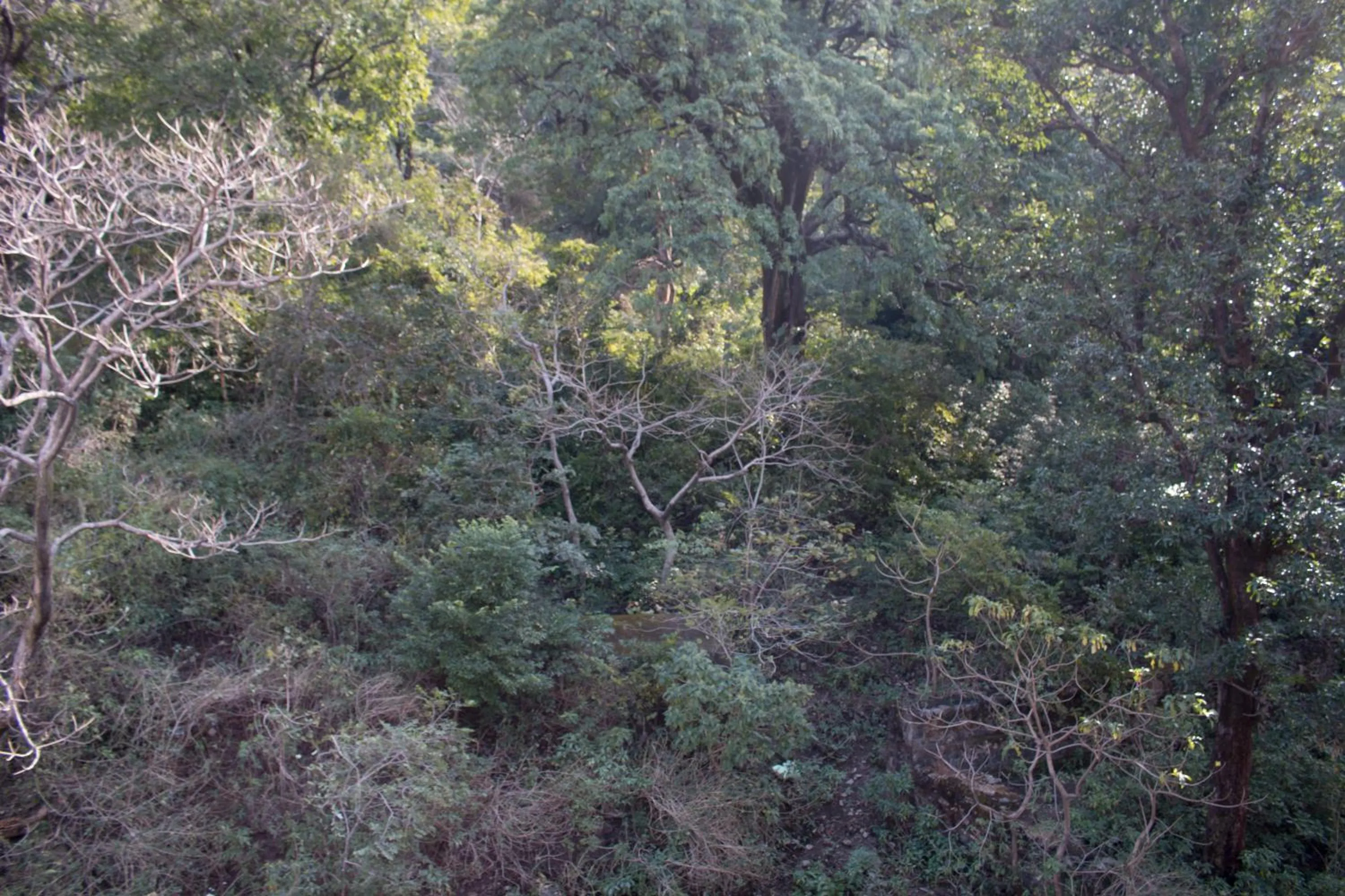 Natural landscape in Hotel Golden Crown Laxman Jhula