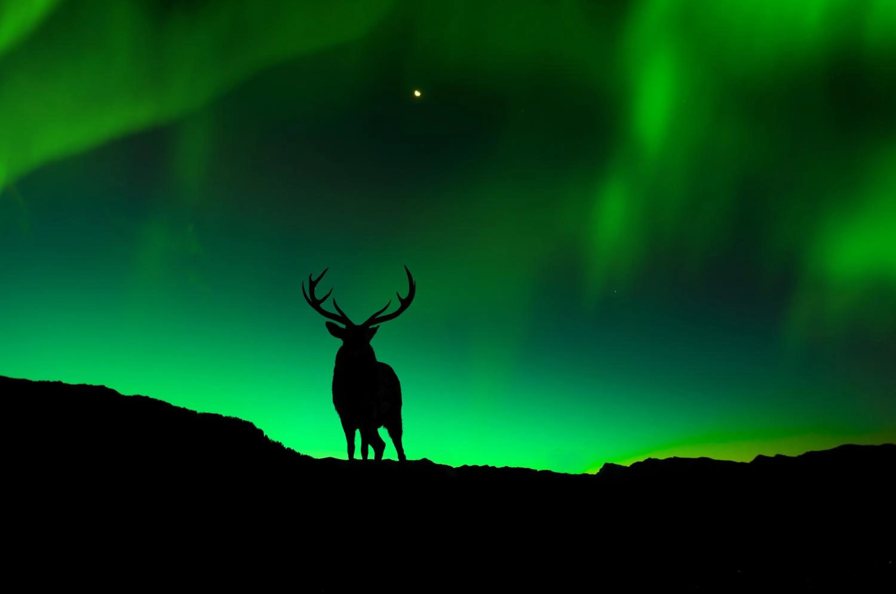 Animals in North West Restaurant & Guesthouse