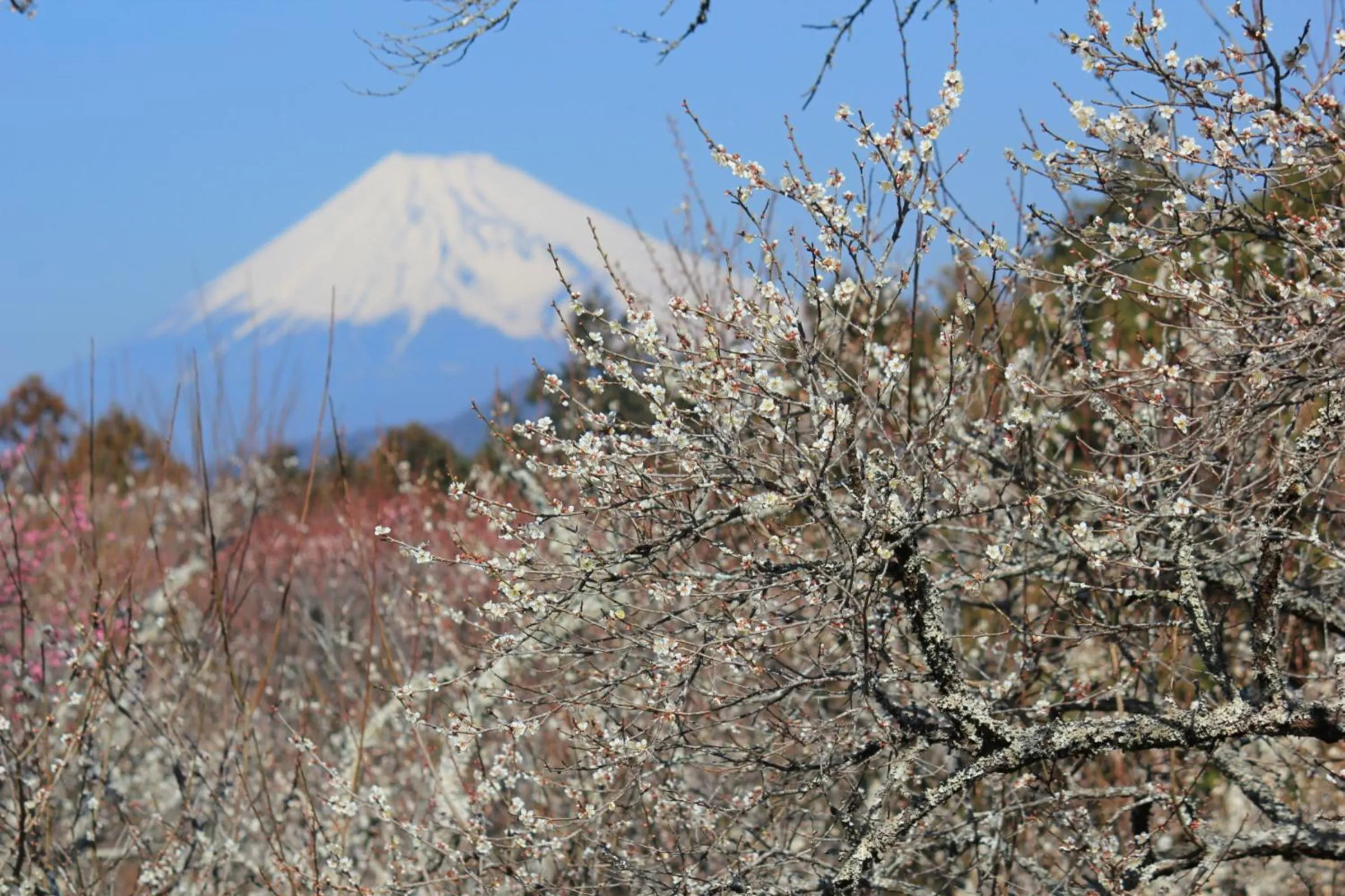 Nearby landmark in Shuzenji Onsen Hotel Takitei