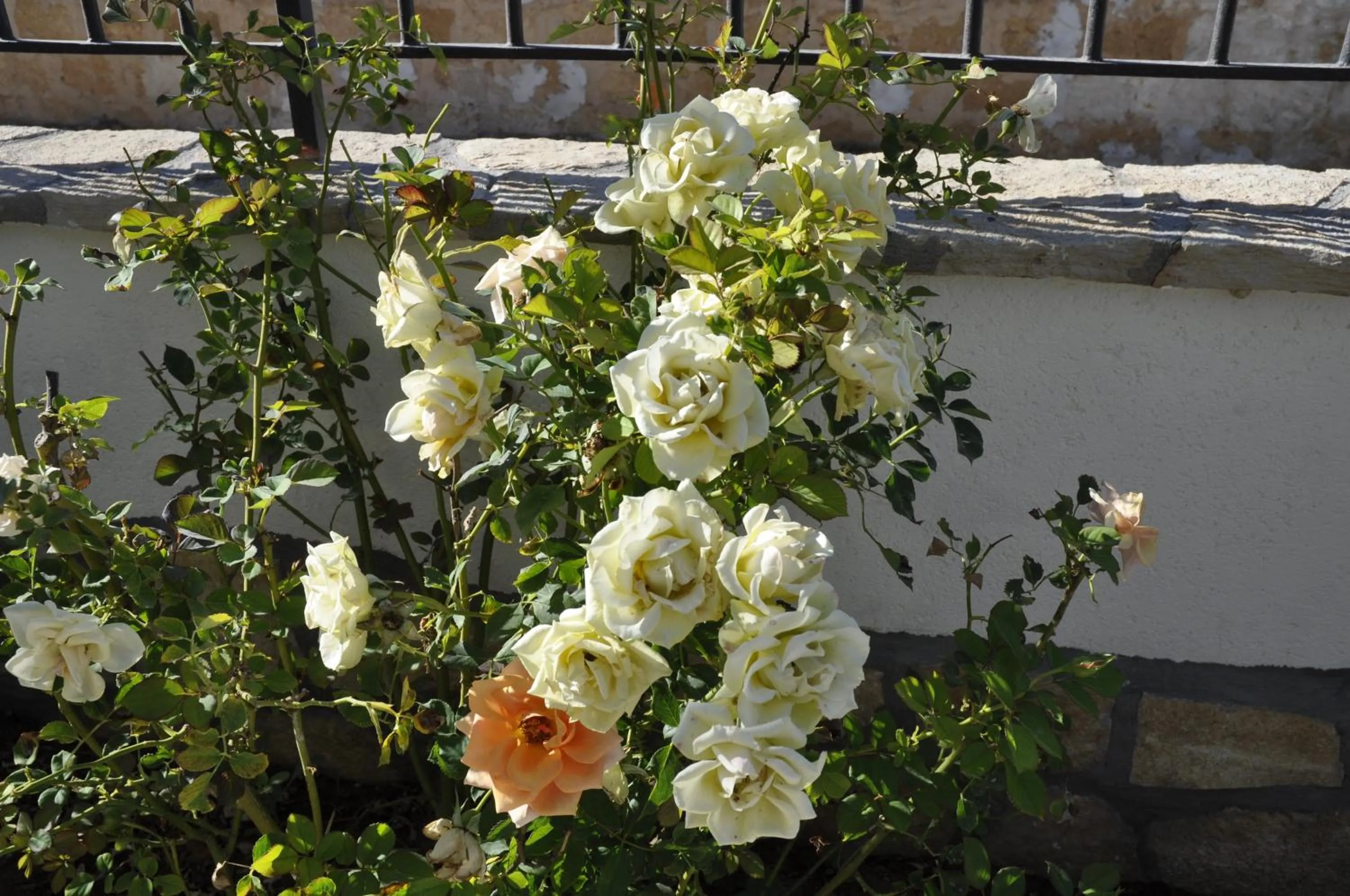 Garden view in El Nur Bed & Breakfast