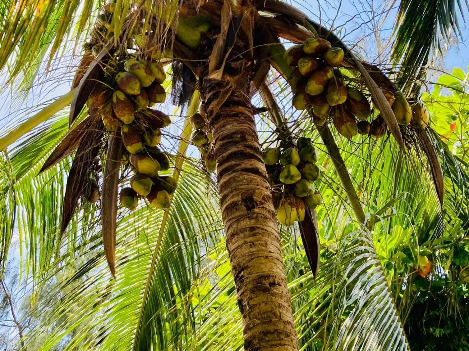 Triple Room in Kaure Sand Beach Lodge Triple Room in Kaure Sand Beach Lodge