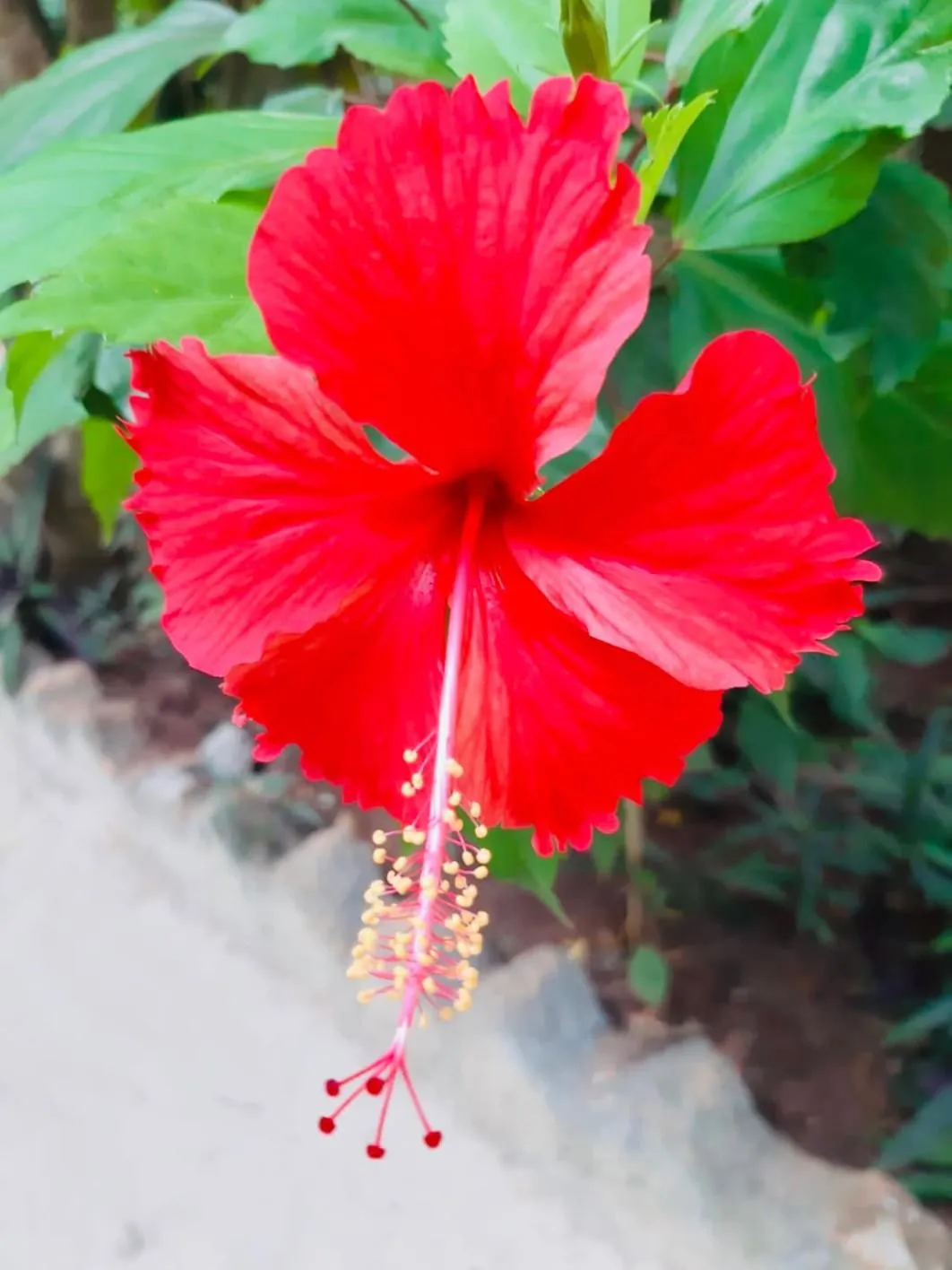 Garden in Casa Umoja