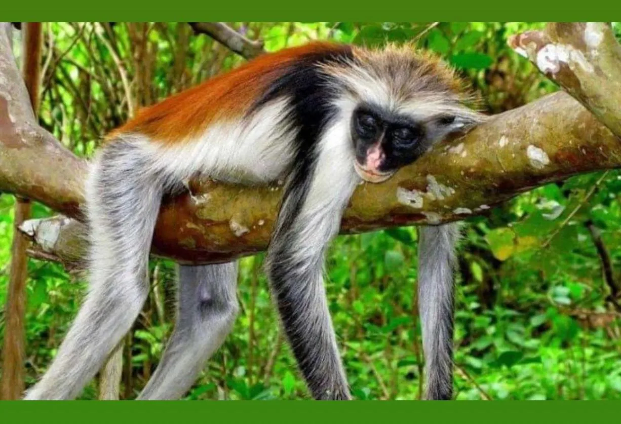 Animals in Casa Umoja