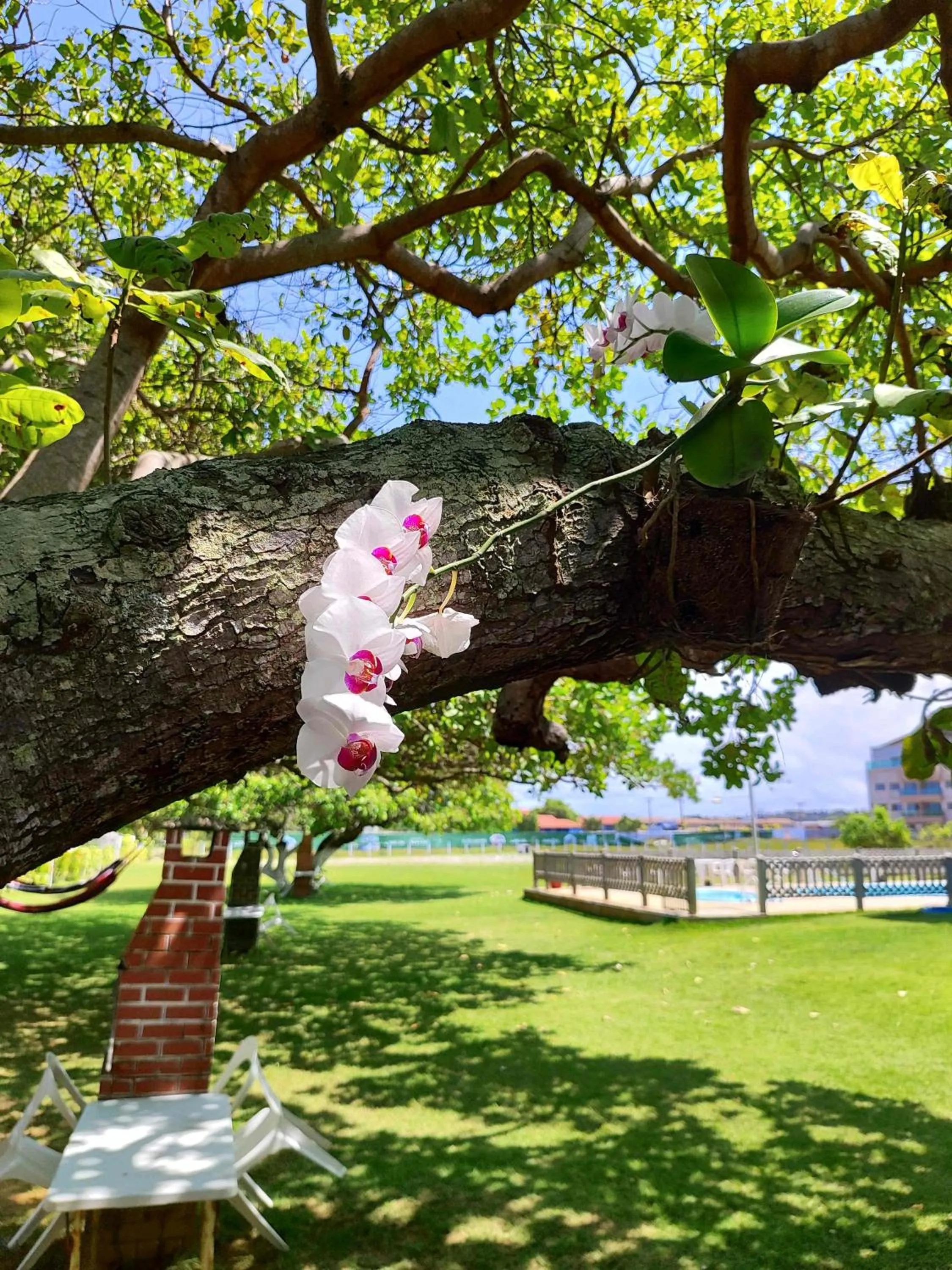 Garden in Divinos Flat Carneiros