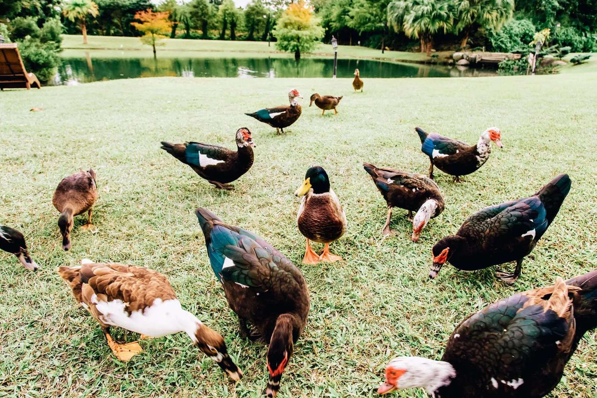 Animals in Summer Rocker Villa