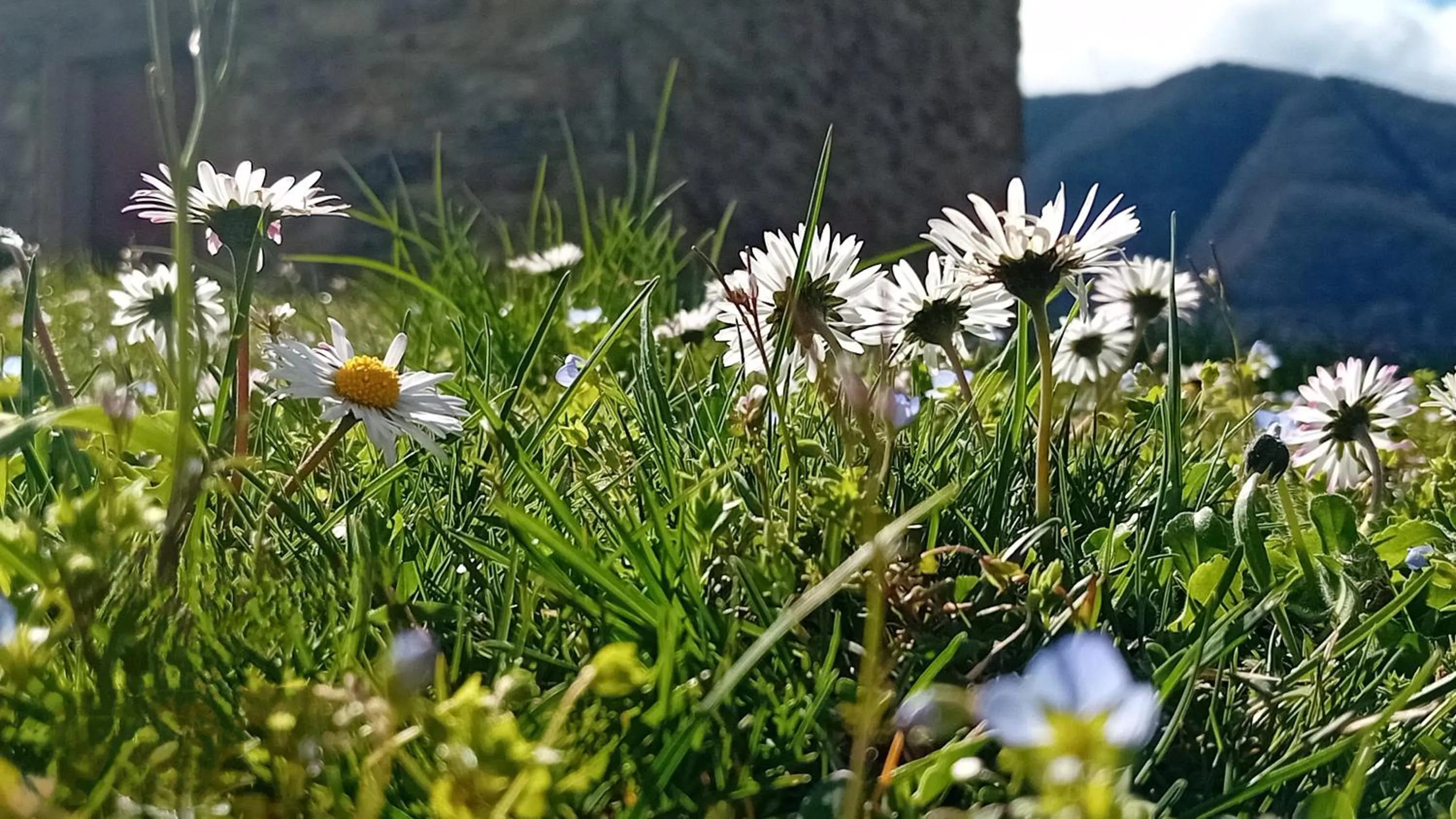 Spring in Residence Giardino