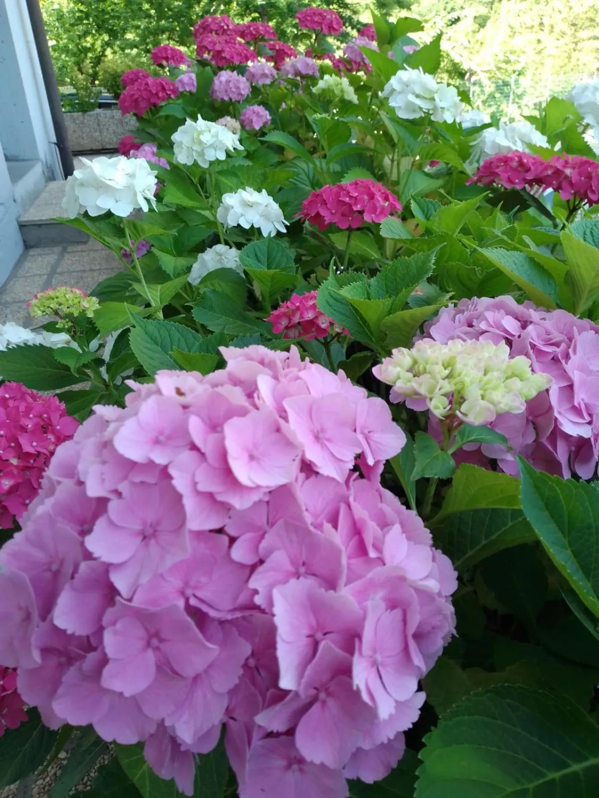 Garden view in Residence Giardino