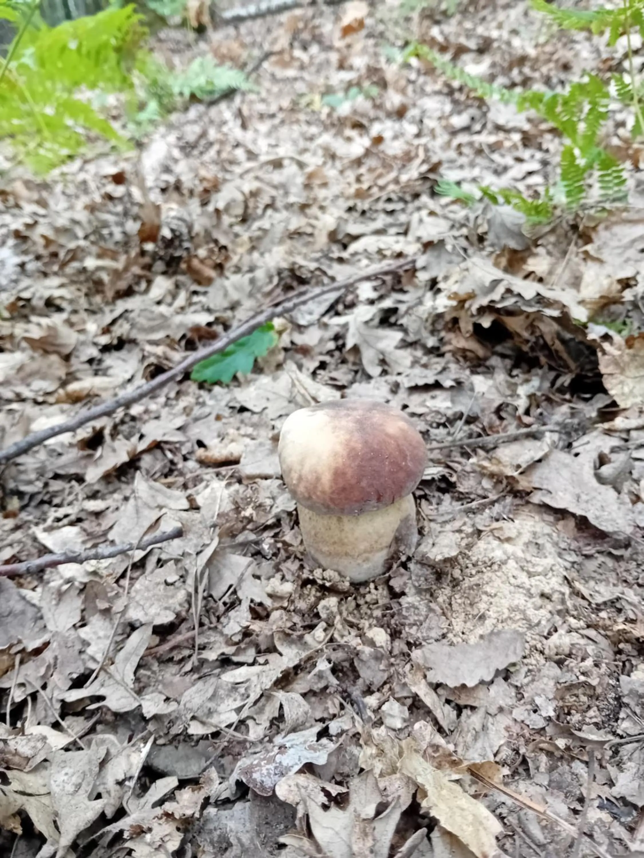 Natural landscape in Residence Giardino