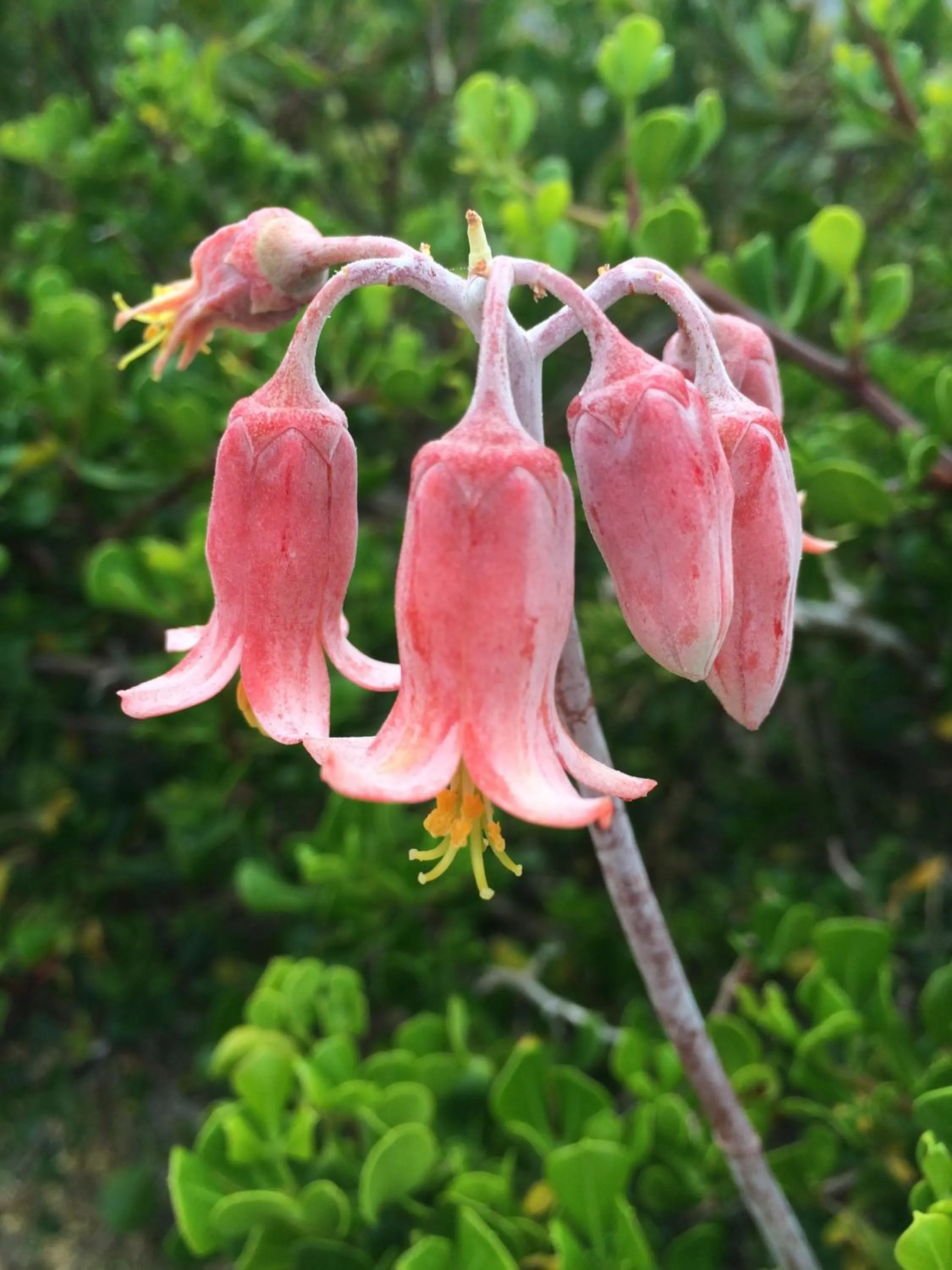 Natural landscape in Hermanus Backpackers & Budget Accommodation