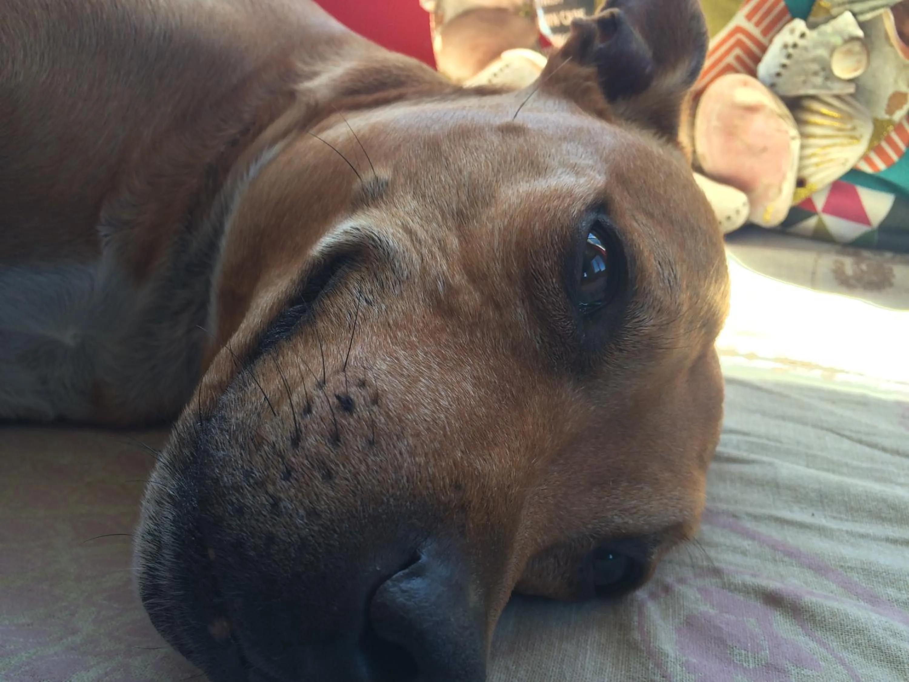 Pets in Hermanus Backpackers & Budget Accommodation