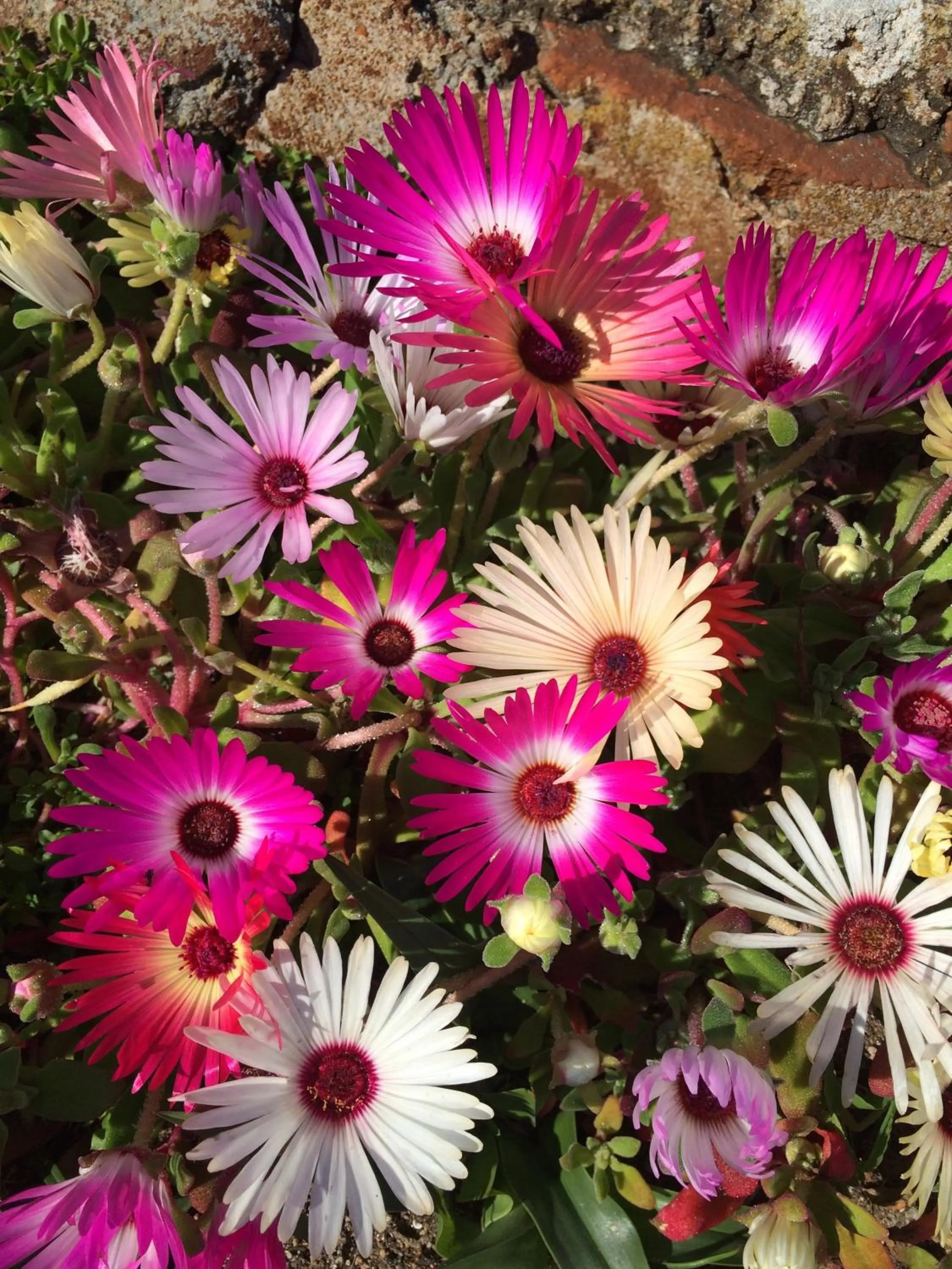 Spring in Hermanus Backpackers & Budget Accommodation